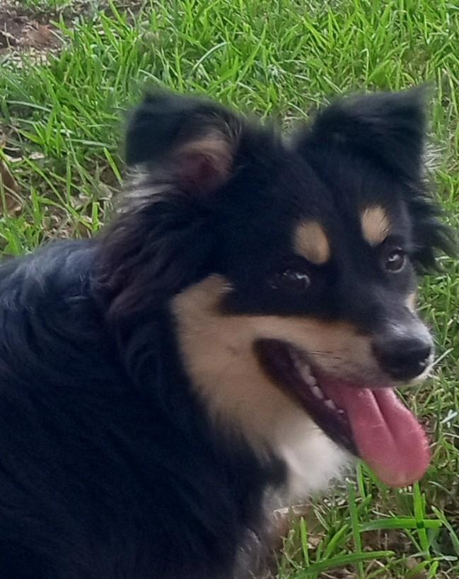 Atlas, Adoptable, Young Male Australian Shepherd.