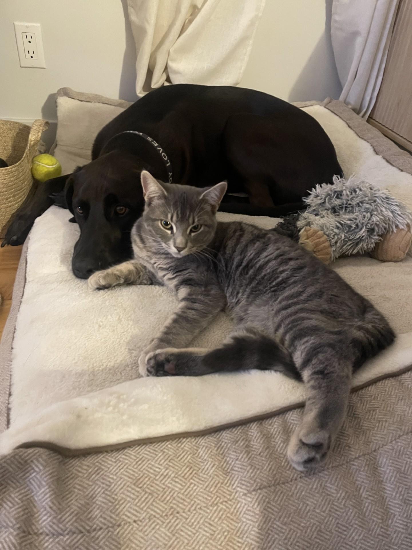 GIZMO, a Adoptable mixed breed in Niagara on the Lake, ON image 1/3