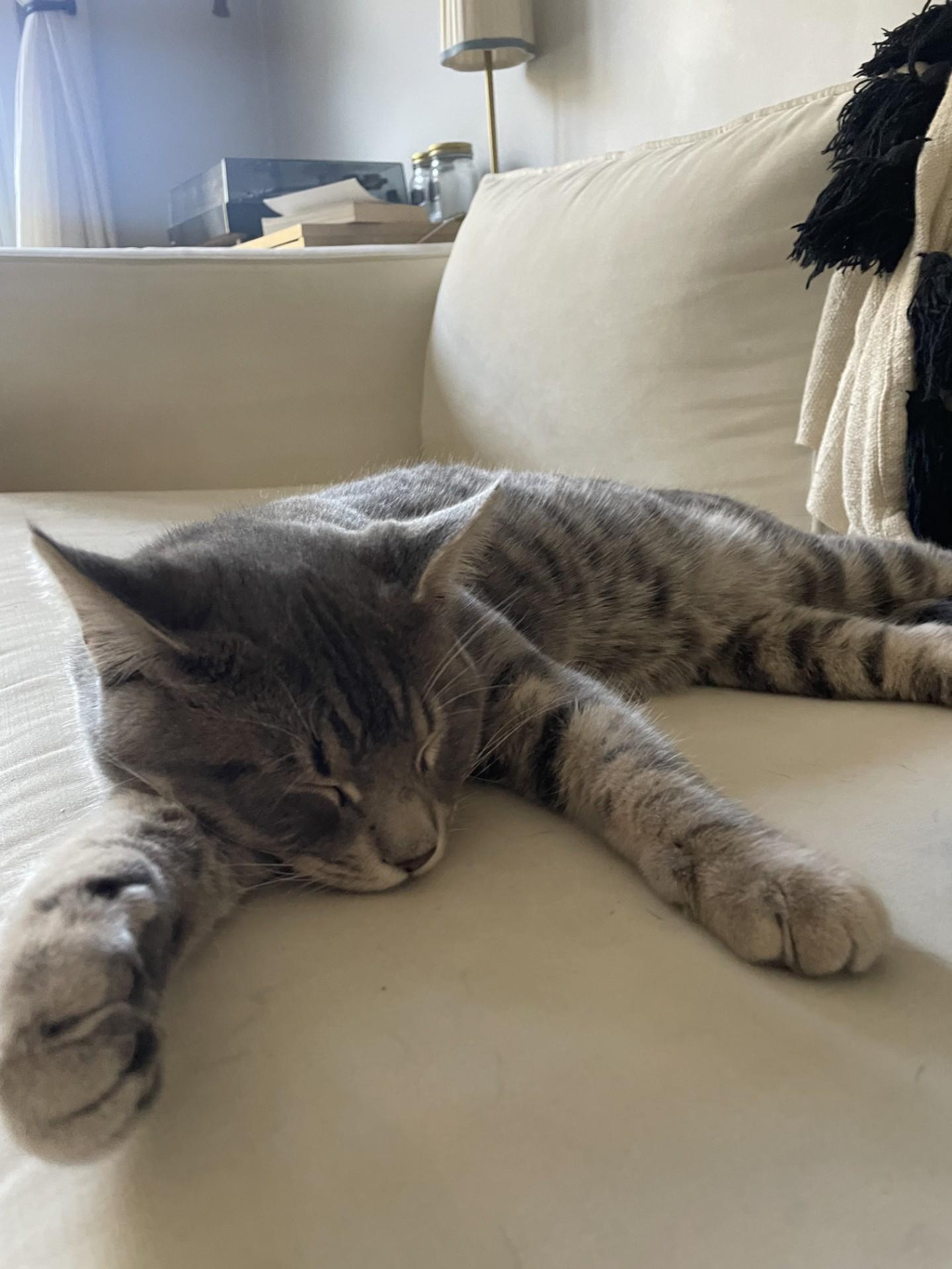 GIZMO, a Adoptable mixed breed in Niagara on the Lake, ON image 2/3