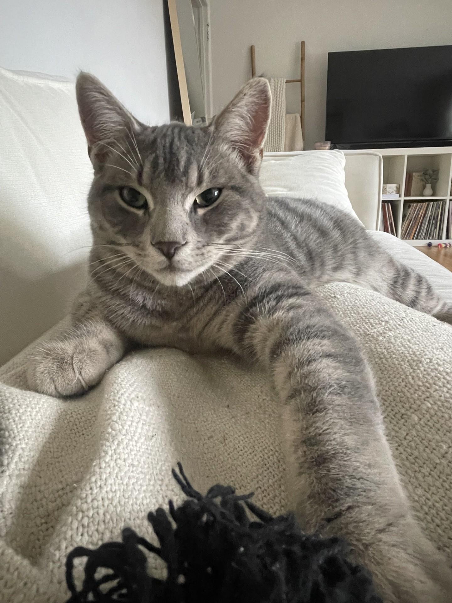 GIZMO, a Adoptable mixed breed in Niagara on the Lake, ON image 3/3