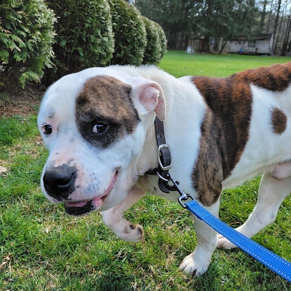 Enlarge Marma Duke, a Adoptable mixed breed in Mountain City, TN image 8/9