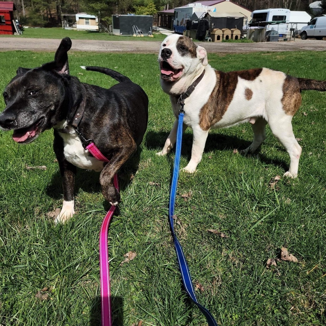 Marma Duke, Adoptable, Adult Male Boxer & Labrador Retriever.