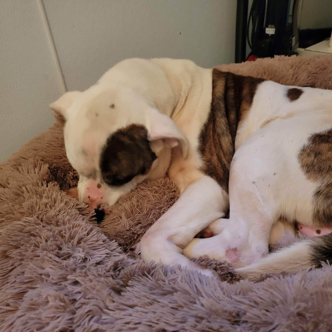 Enlarge Marma Duke, a Adoptable mixed breed in Mountain City, TN image 9/9