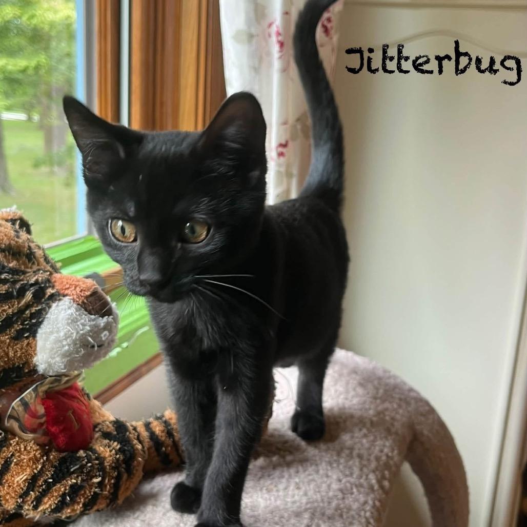 Jitterbug, Adoptable, Kitten Male Domestic Short Hair.