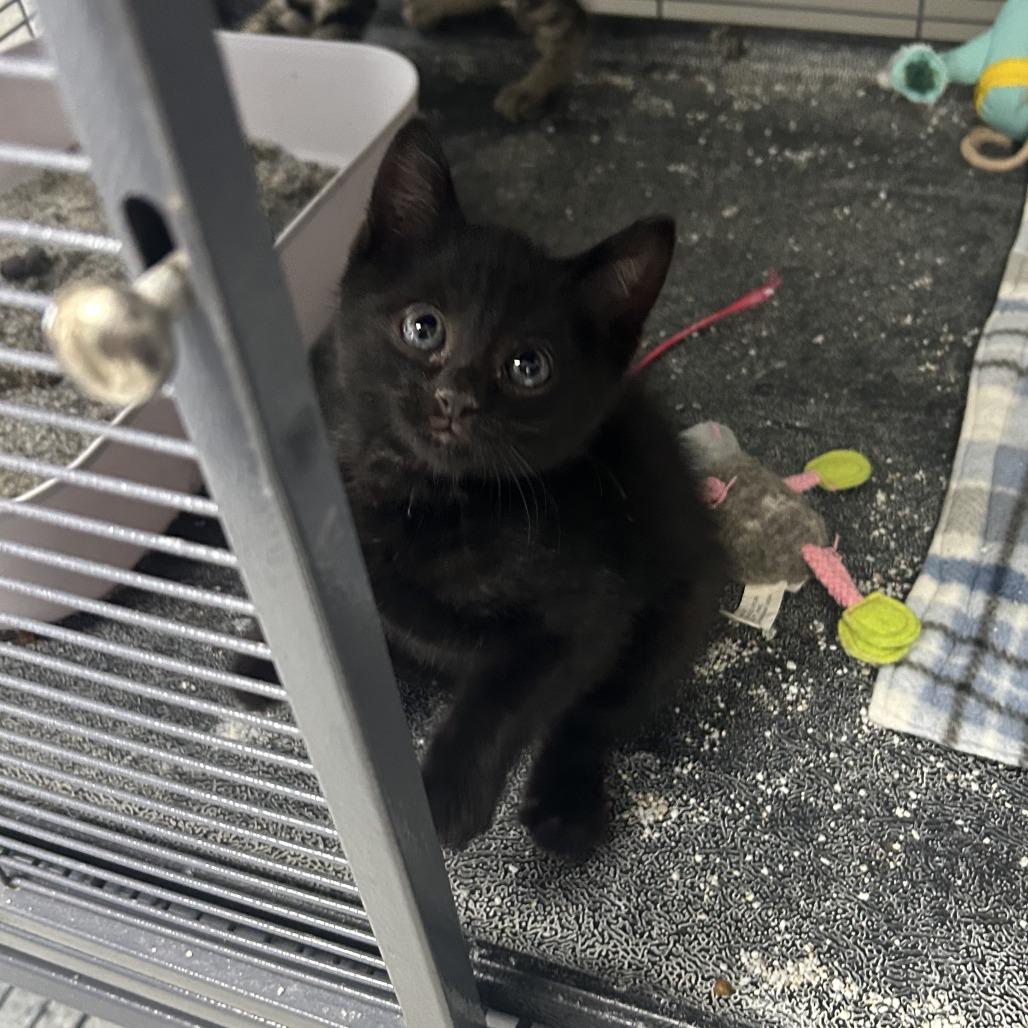 Enlarge Jitterbug, a Adoptable Domestic Short Hair in Hannibal, MO image 2/2