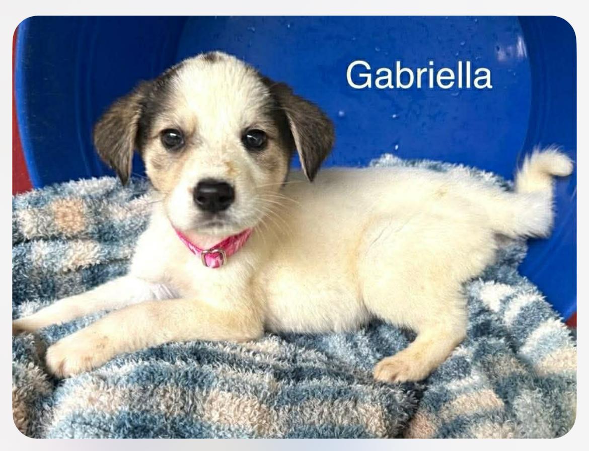 Gabriella cs, Adoptable, Puppy Female Great Pyrenees.