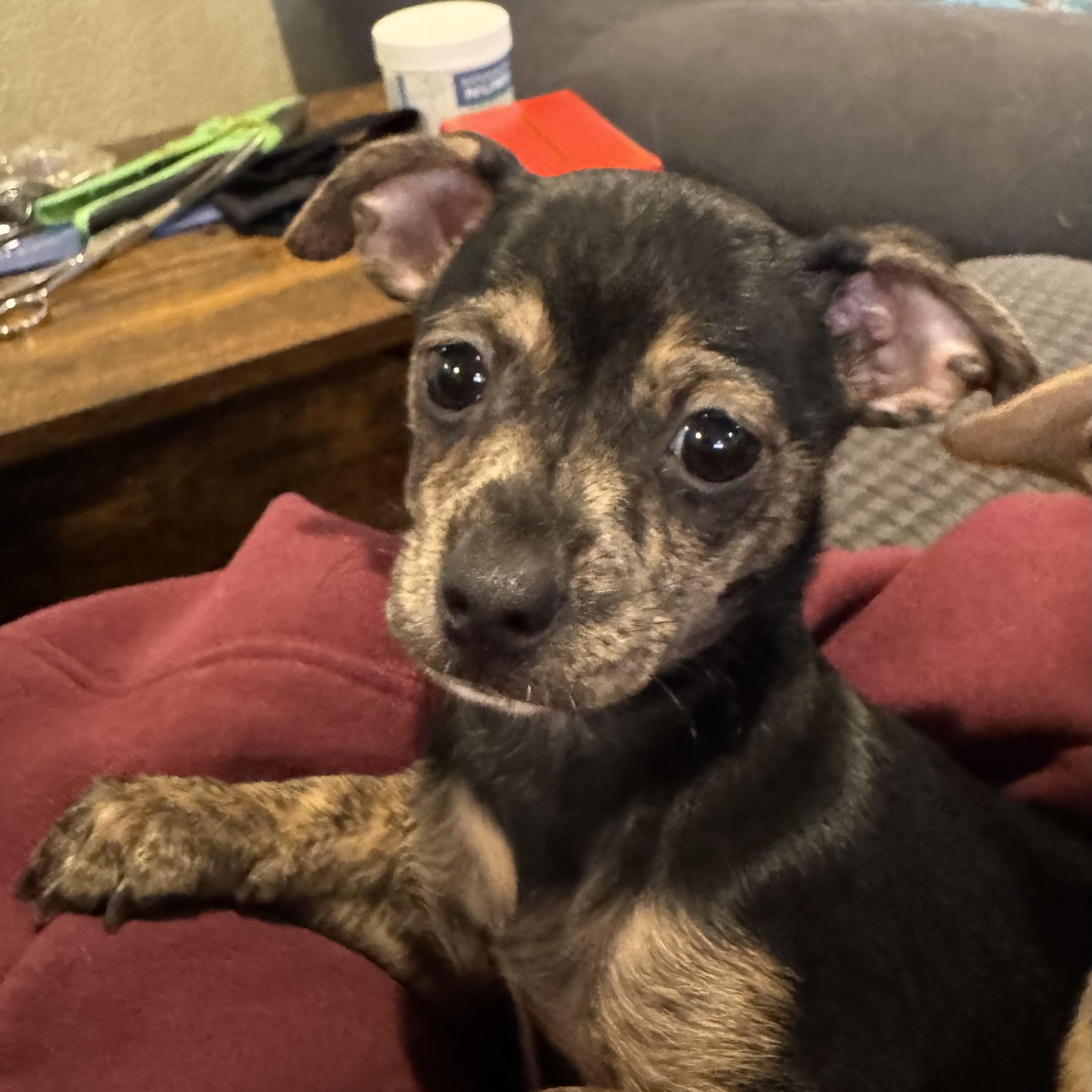 Enlarge Frodo , a ADOPTABLE mixed breed in citrus heights, CA image 3/4
