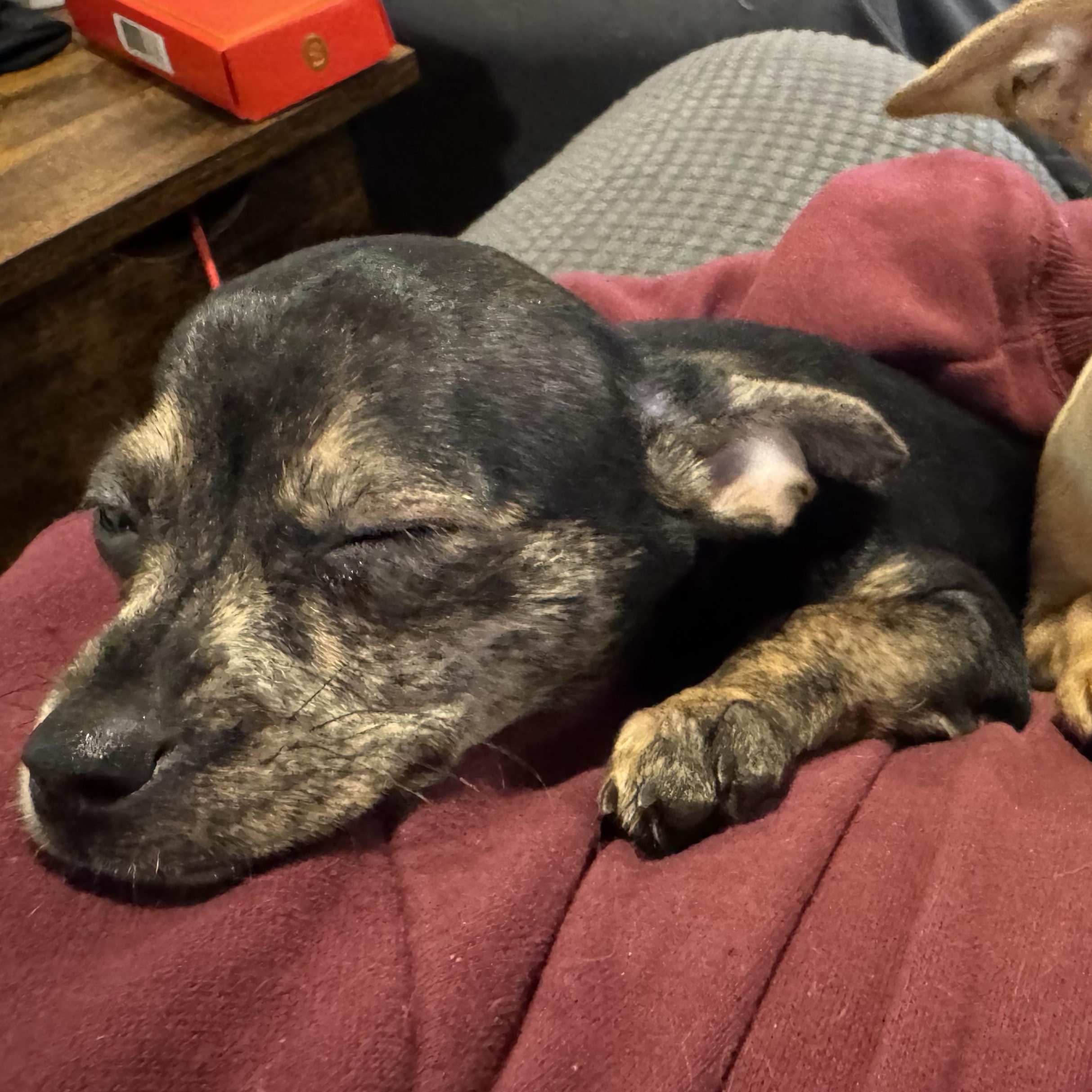 Enlarge Frodo , a ADOPTABLE mixed breed in citrus heights, CA image 4/4