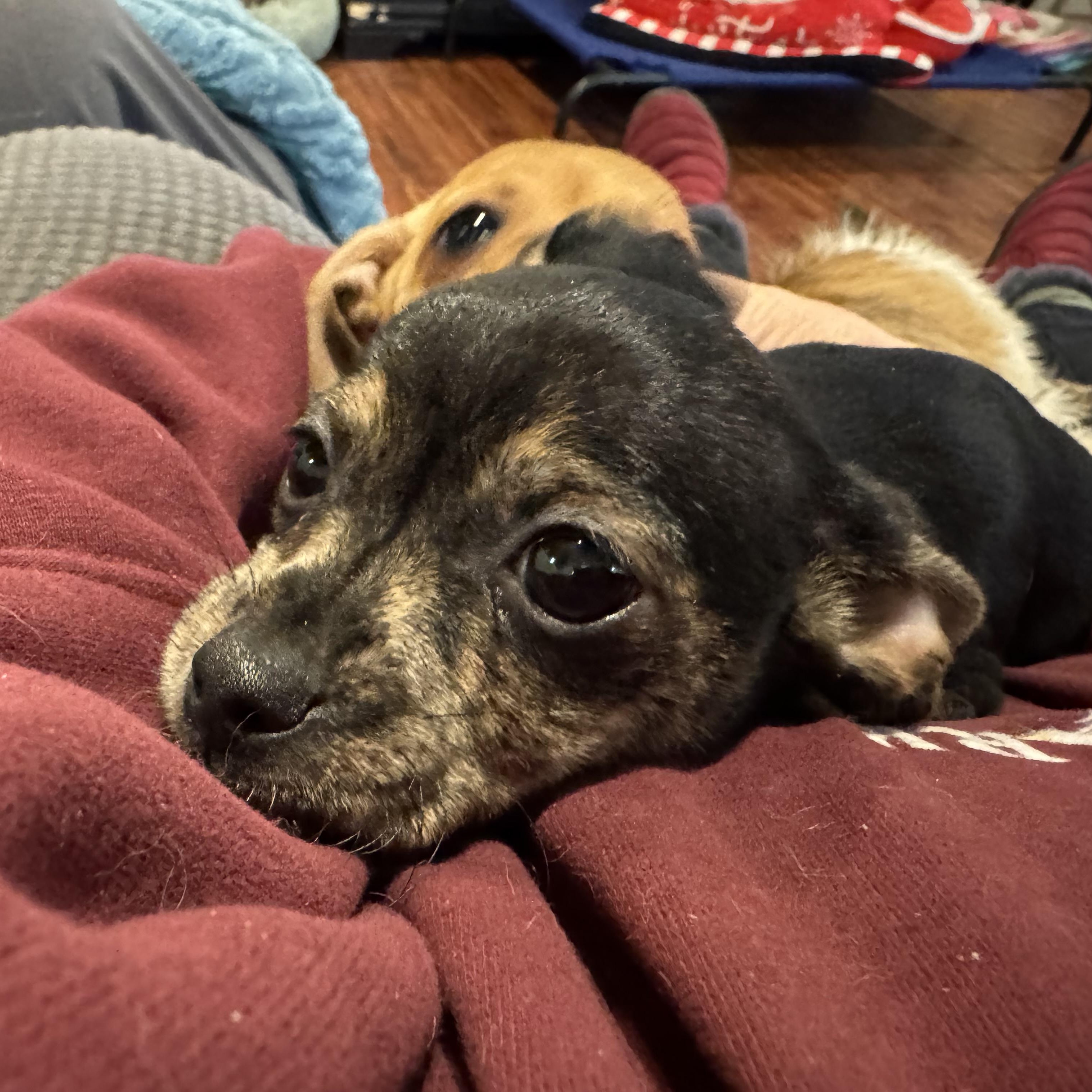 Frodo , ADOPTABLE, Puppy Male Chihuahua.
