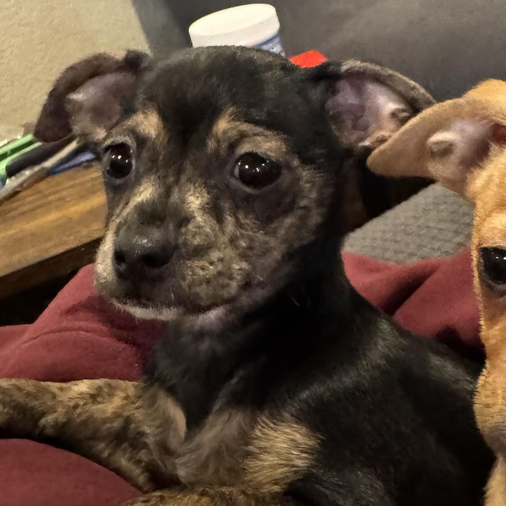 Enlarge Frodo , a ADOPTABLE mixed breed in citrus heights, CA image 2/4