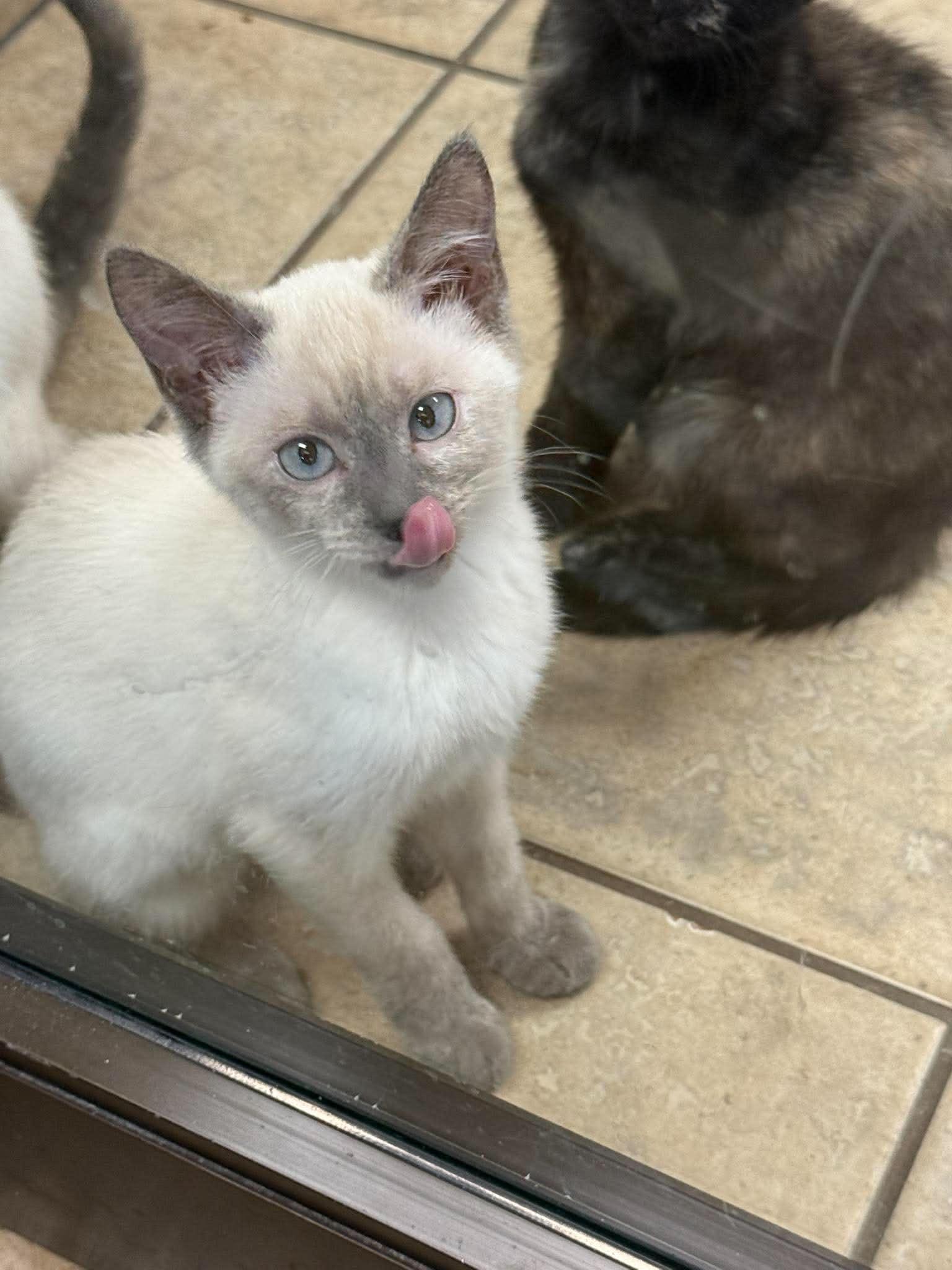 Enlarge Semiu, an adopted Siamese in Canon City, CO image 1/1