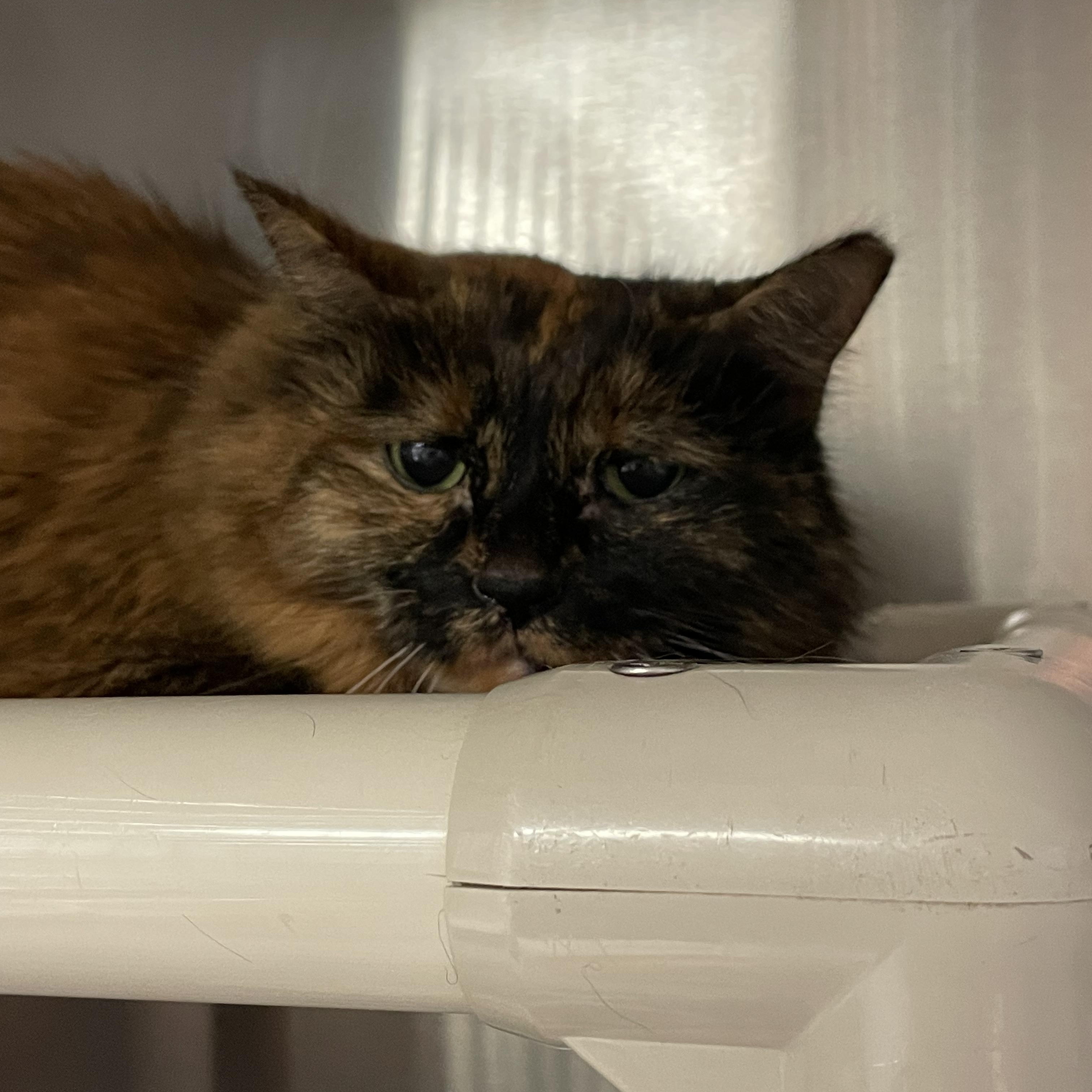 Mia, an adopted Tortoiseshell in North Kingstown, RI image 2/5