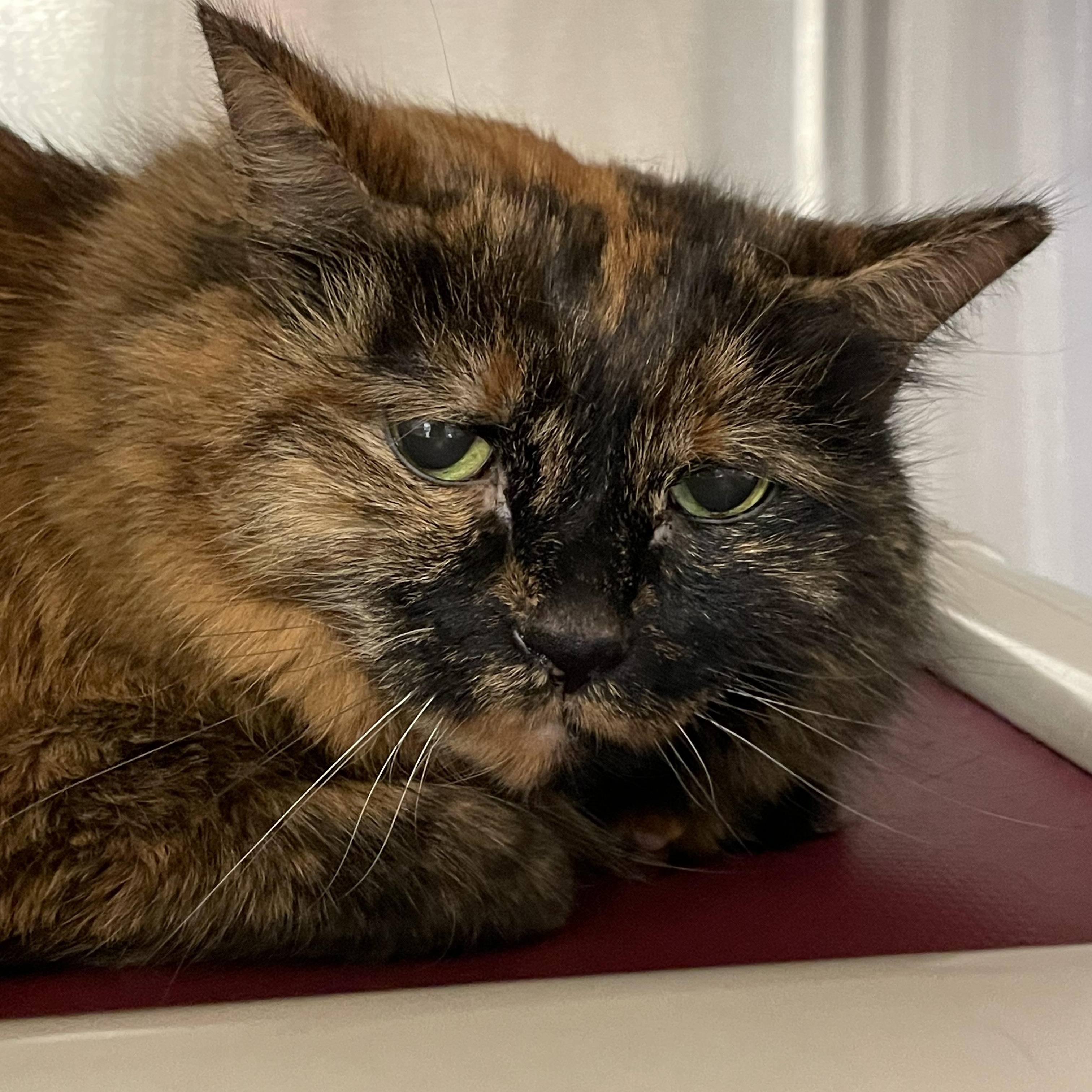 Mia, an adopted Tortoiseshell in North Kingstown, RI image 4/5