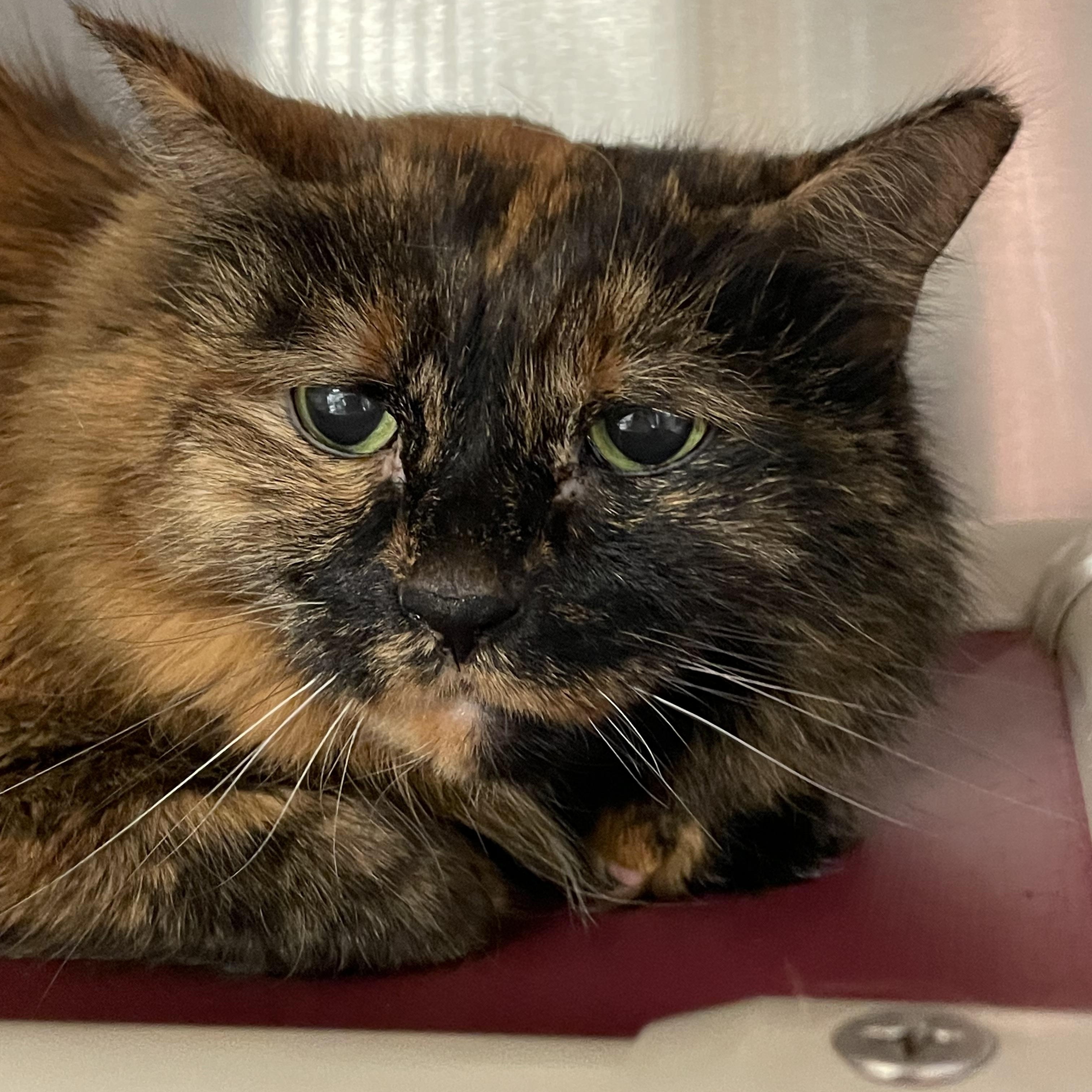 Mia, adopted, Senior Female Tortoiseshell.