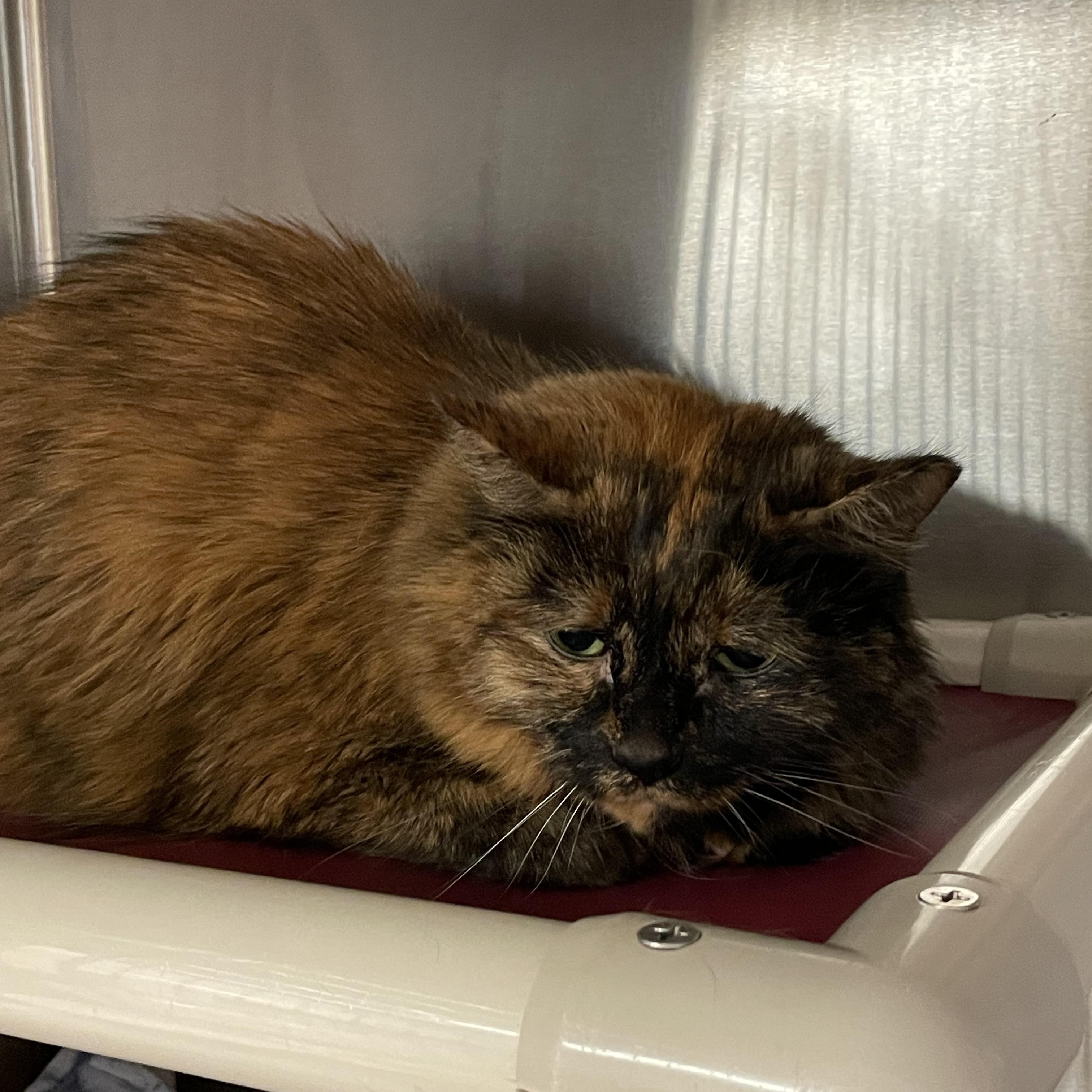 Mia, an adopted Tortoiseshell in North Kingstown, RI image 3/5