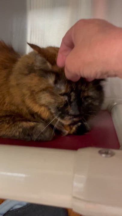 Enlarge Mia, an adopted Tortoiseshell in North Kingstown, RI video 5/5