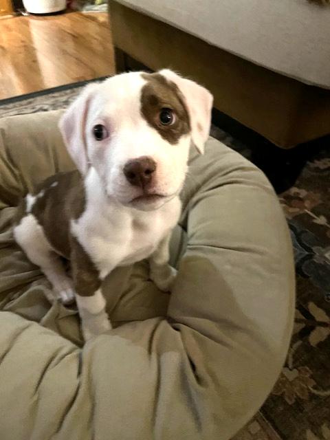 Enlarge Rose - FKA Pink, an adopted mixed breed in Minneapolis, MN image 1/6