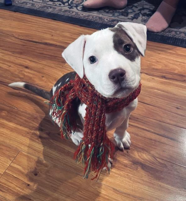 Enlarge Rose - FKA Pink, an adopted mixed breed in Minneapolis, MN image 2/6