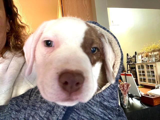 Enlarge Rose - FKA Pink, an adopted mixed breed in Minneapolis, MN image 3/6