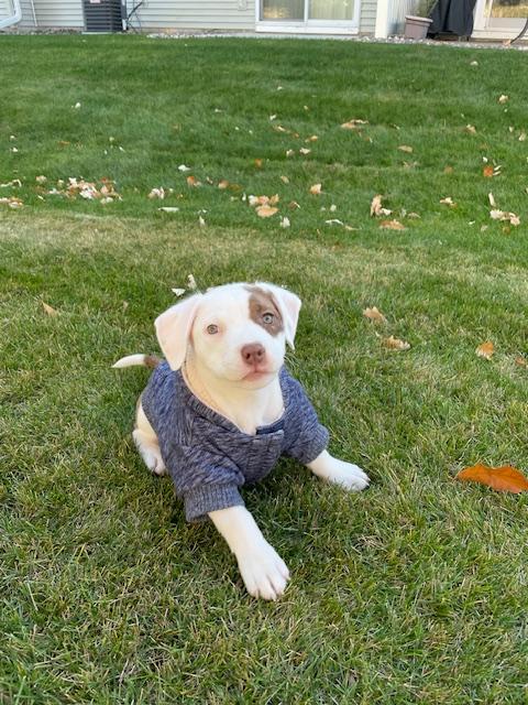 Enlarge Rose - FKA Pink, an adopted mixed breed in Minneapolis, MN image 4/6