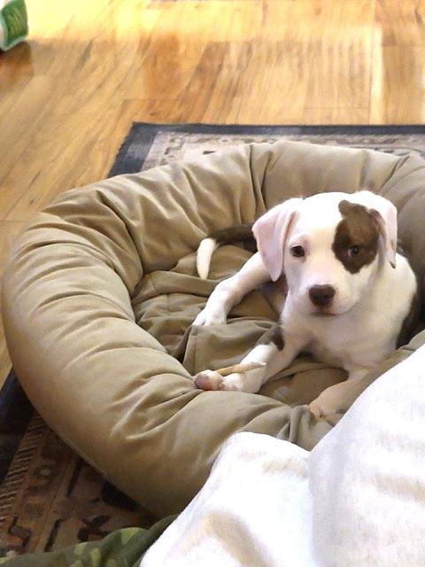 Enlarge Rose - FKA Pink, an adopted mixed breed in Minneapolis, MN image 5/6