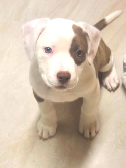 Enlarge Rose - FKA Pink, an adopted mixed breed in Minneapolis, MN image 6/6