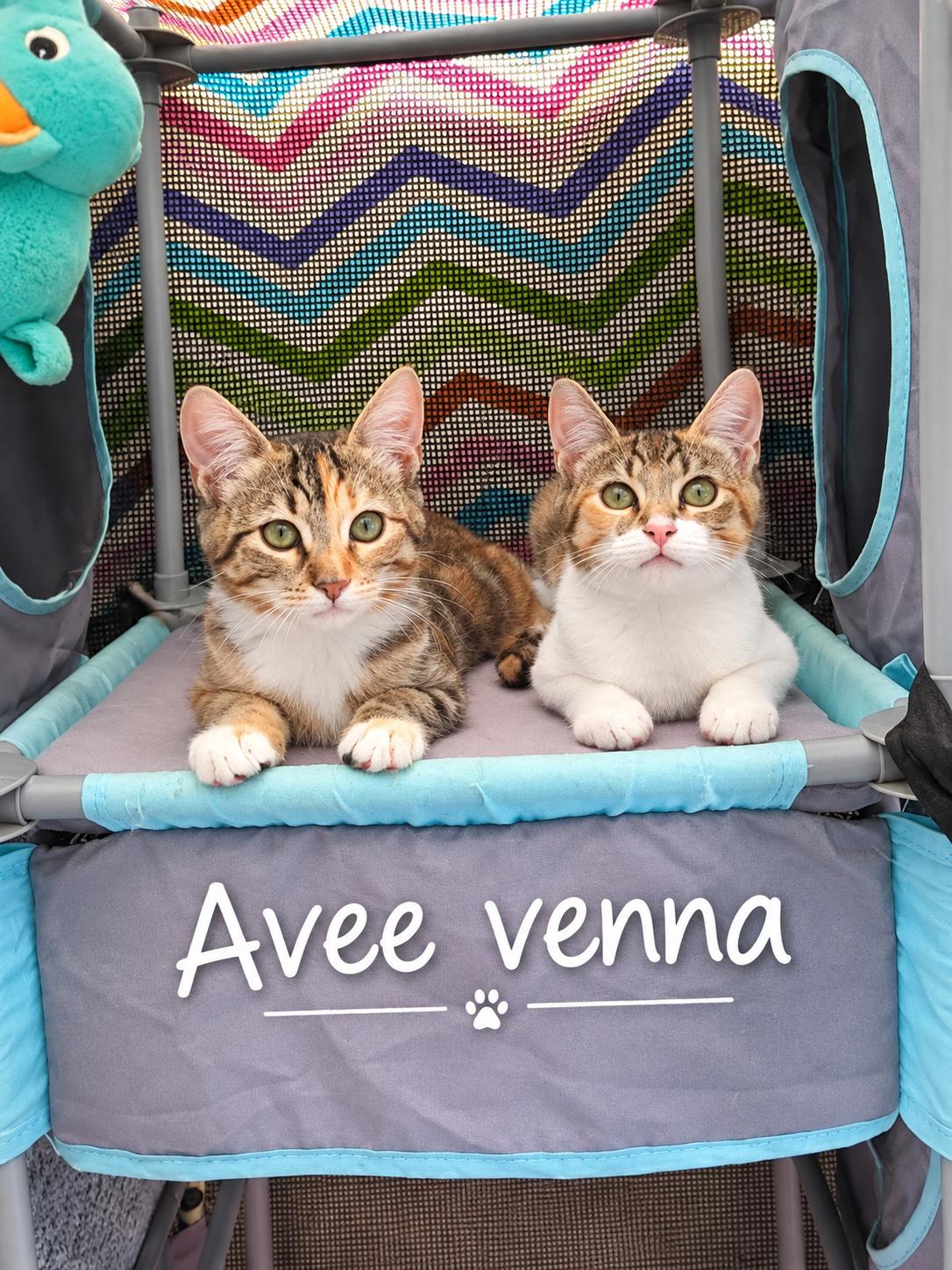 Enlarge Vina, a Adopted Calico in Santa Cruz, CA image 2/6