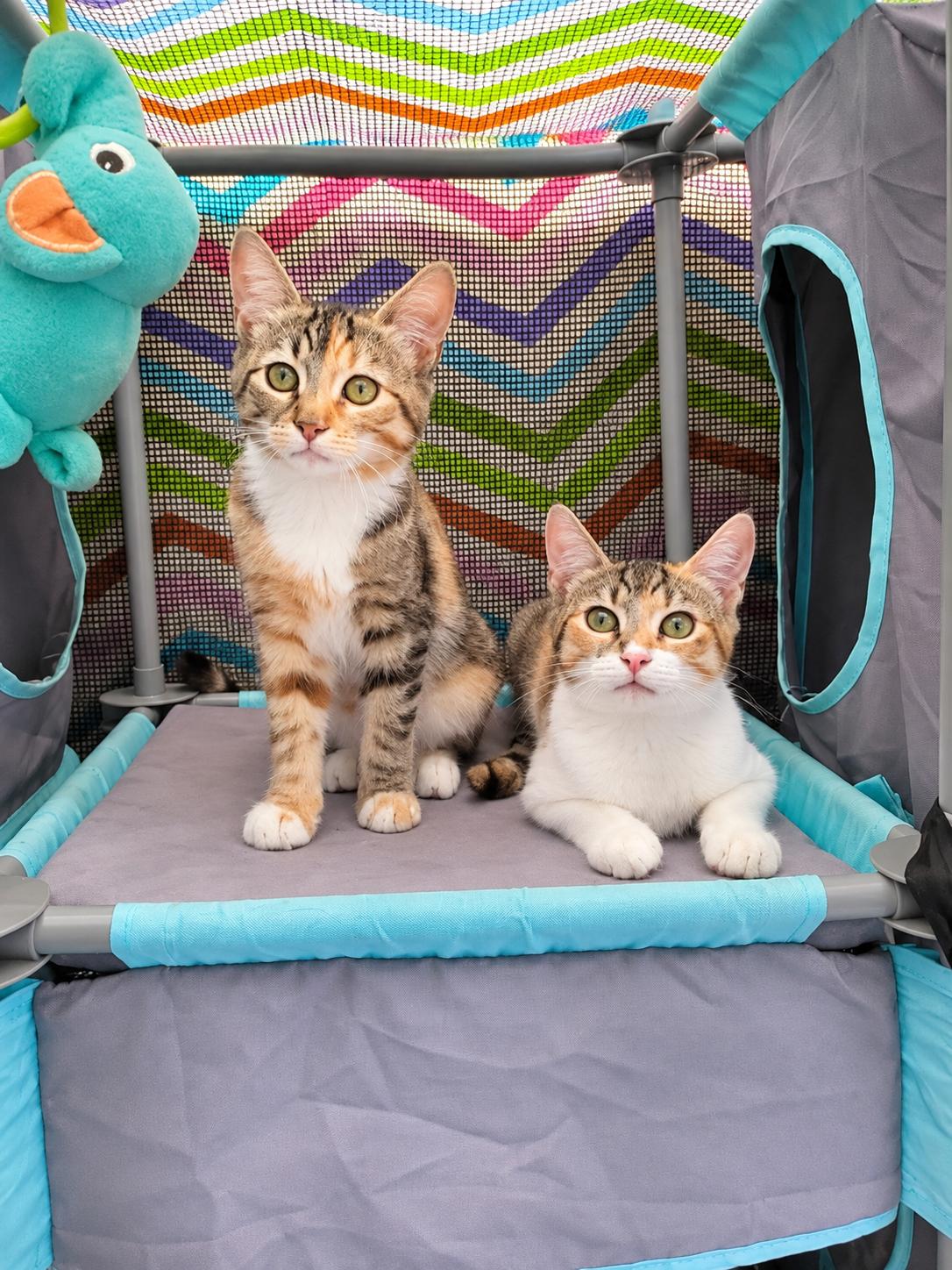 Enlarge Vina, a Adopted Calico in Santa Cruz, CA image 6/6