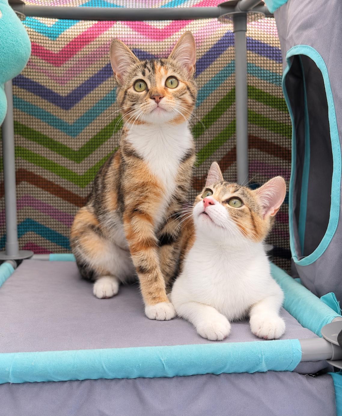 Enlarge Vina, a Adopted Calico in Santa Cruz, CA image 4/6