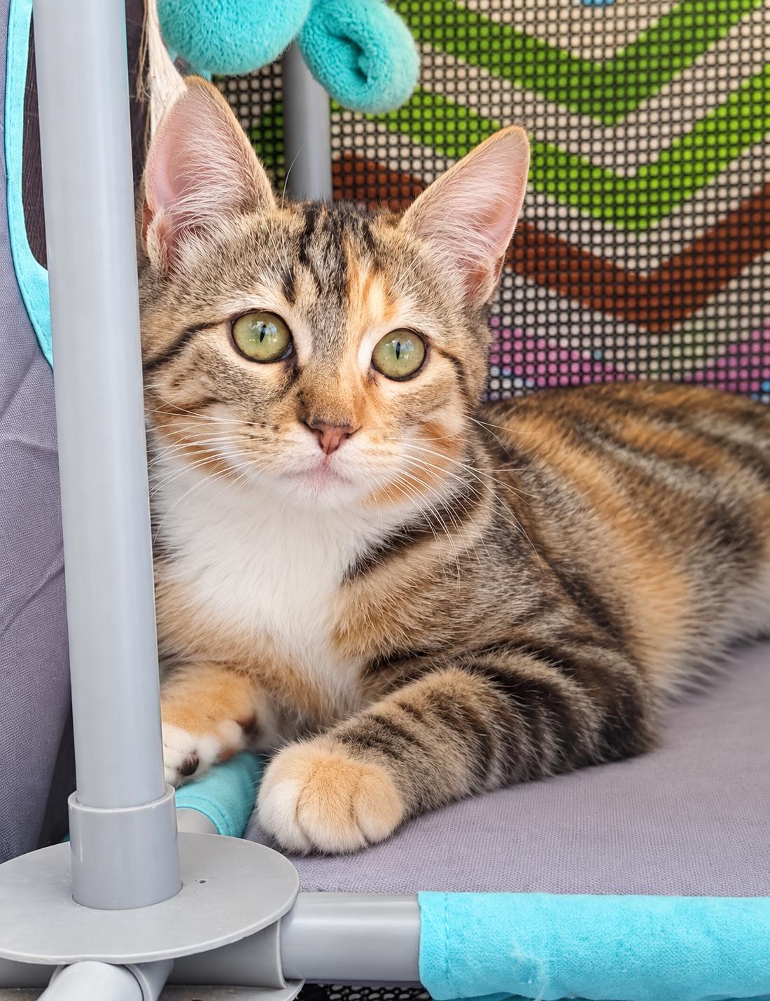 Vina, Adopted, Kitten Female Calico.