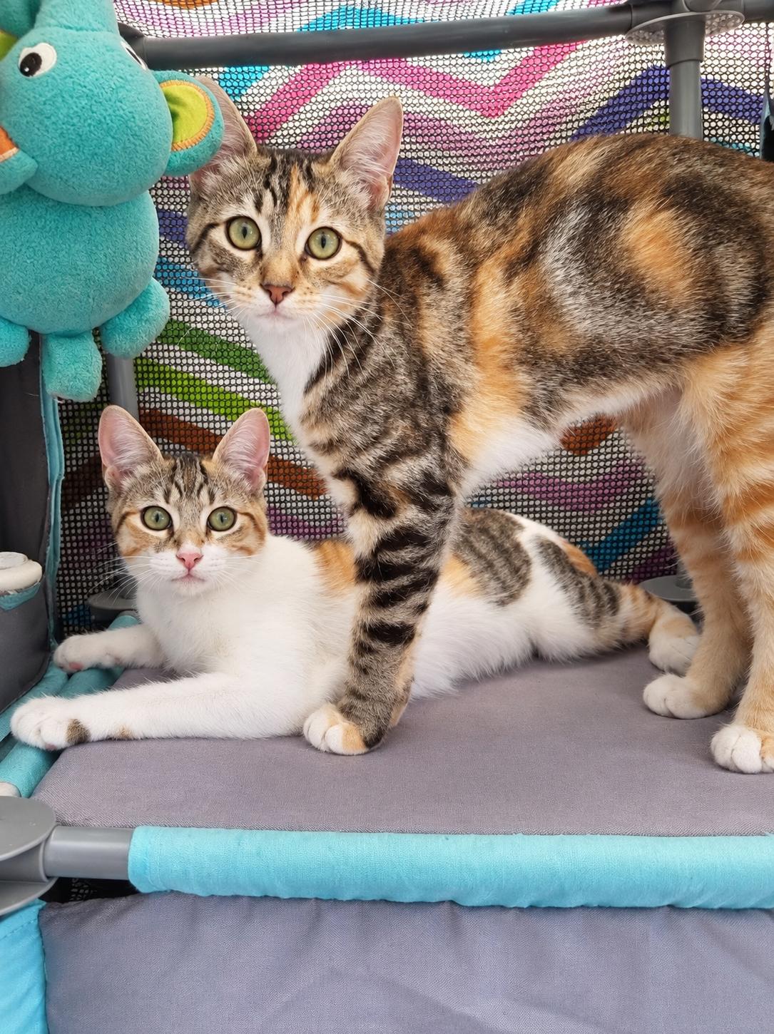 Enlarge Vina, a Adopted Calico in Santa Cruz, CA image 5/6