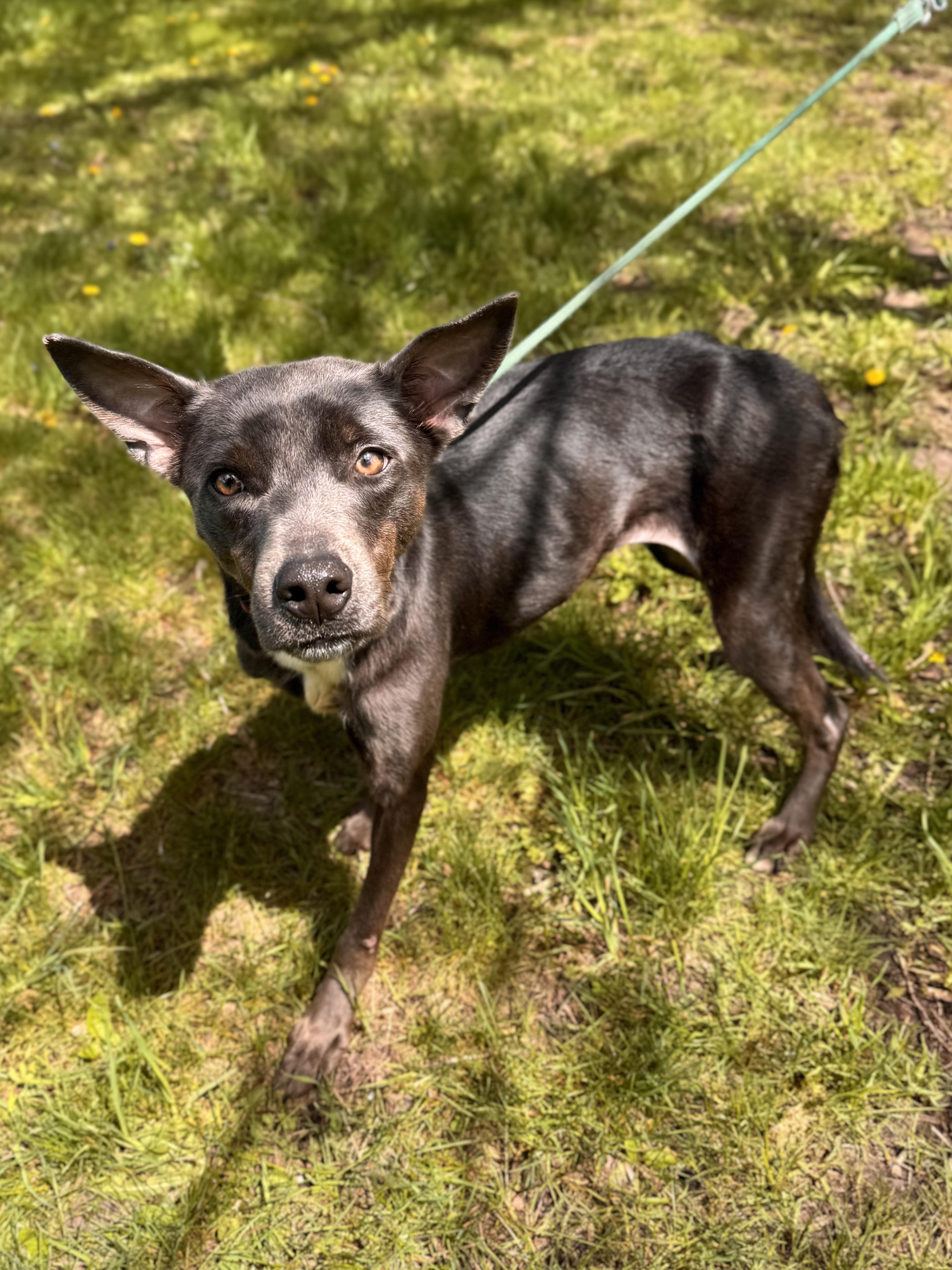 Enlarge Peachy, an adopted Mixed Breed in Midland, MI image 5/6