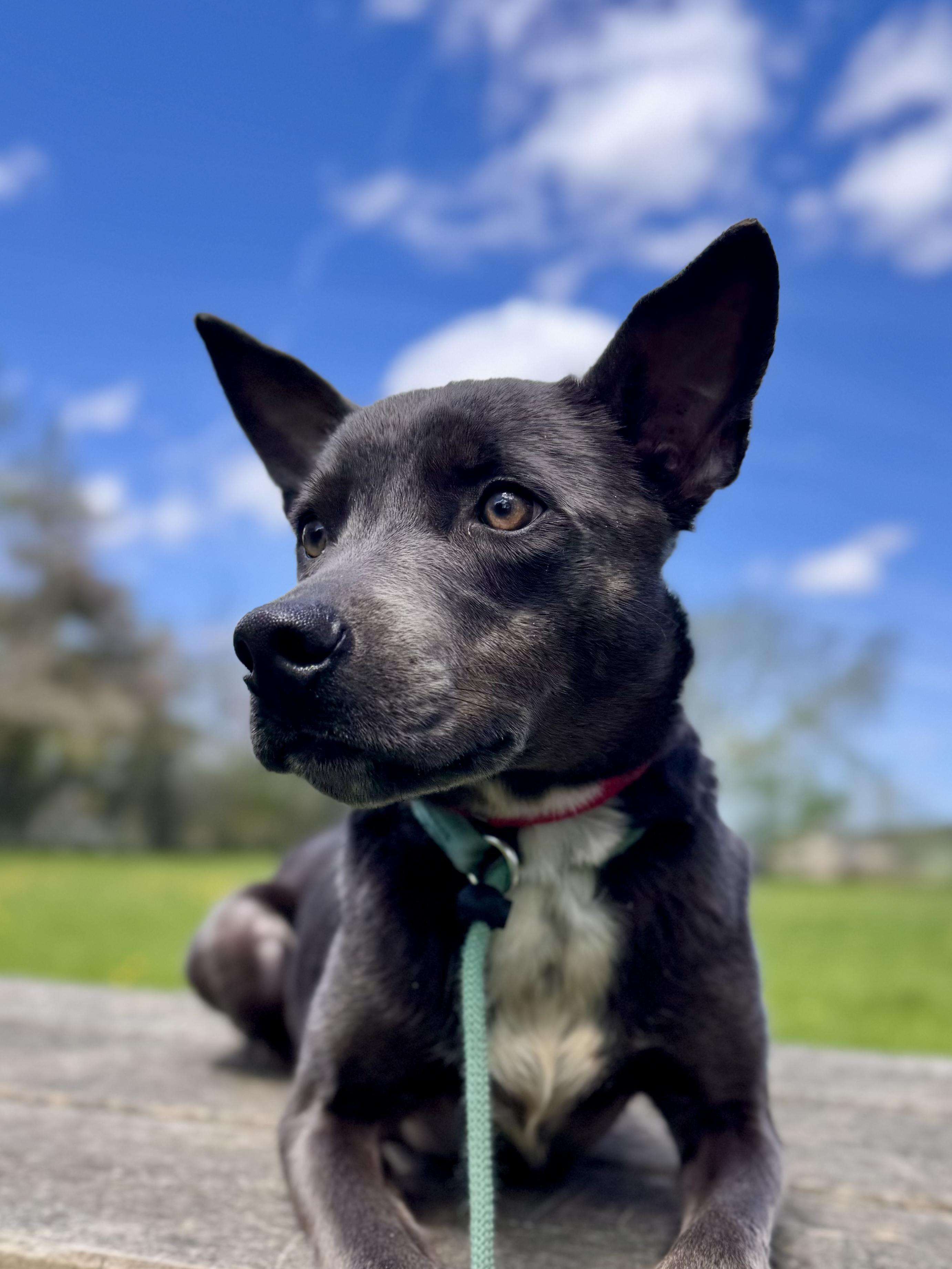 Enlarge Peachy, an adopted Mixed Breed in Midland, MI image 2/6