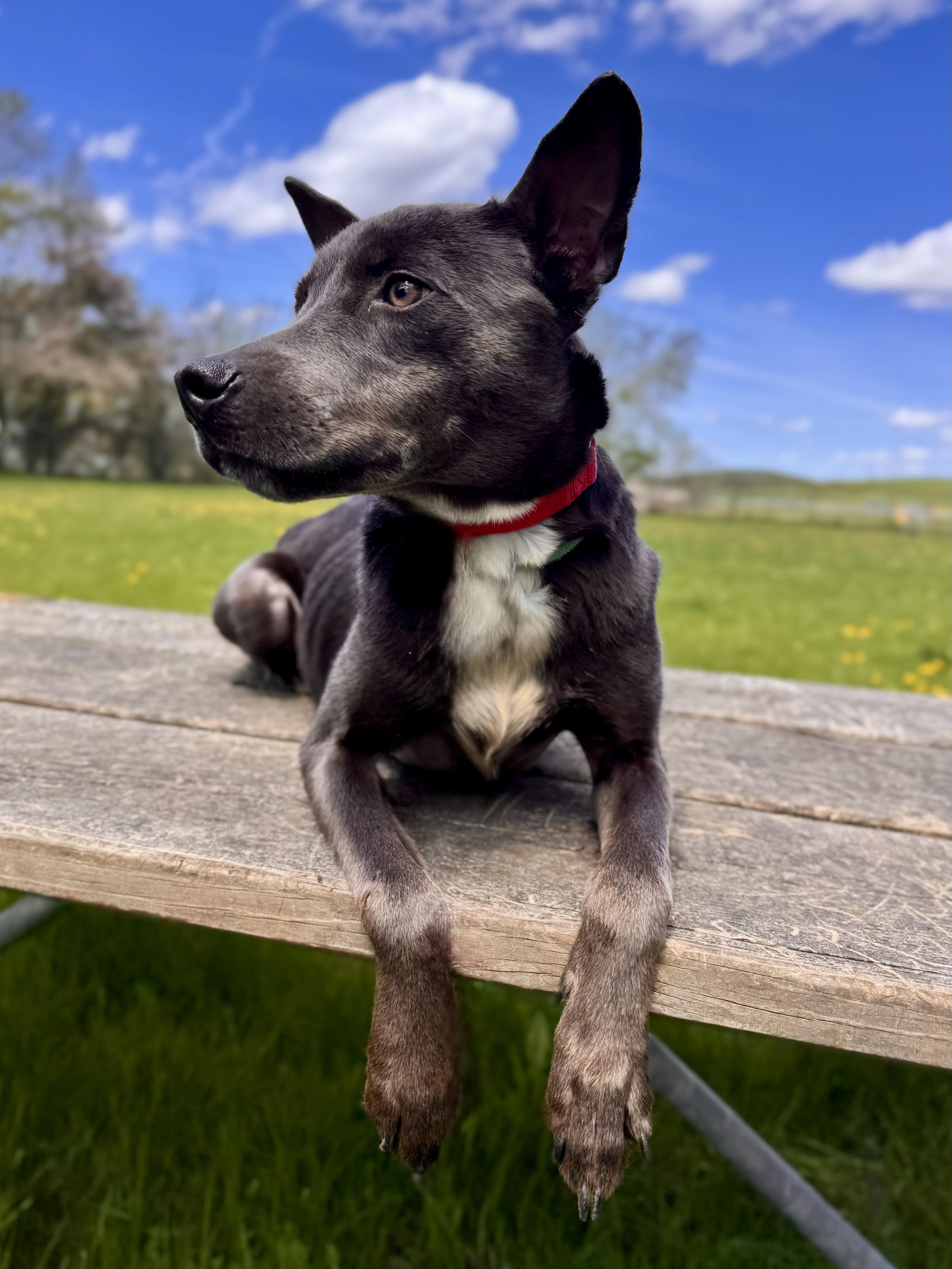 Enlarge Peachy, an adopted Mixed Breed in Midland, MI image 4/6