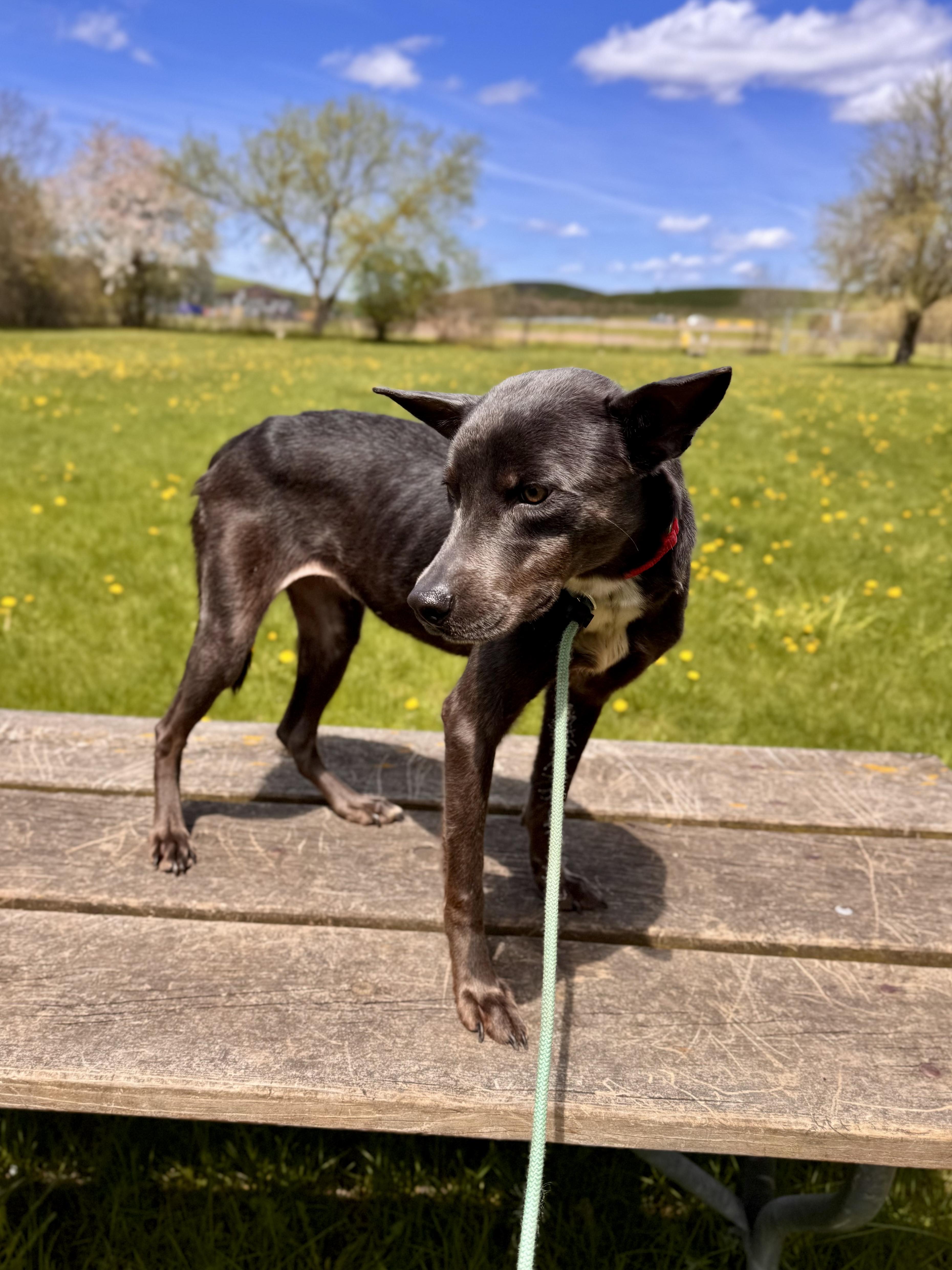 Enlarge Peachy, an adopted Mixed Breed in Midland, MI image 6/6