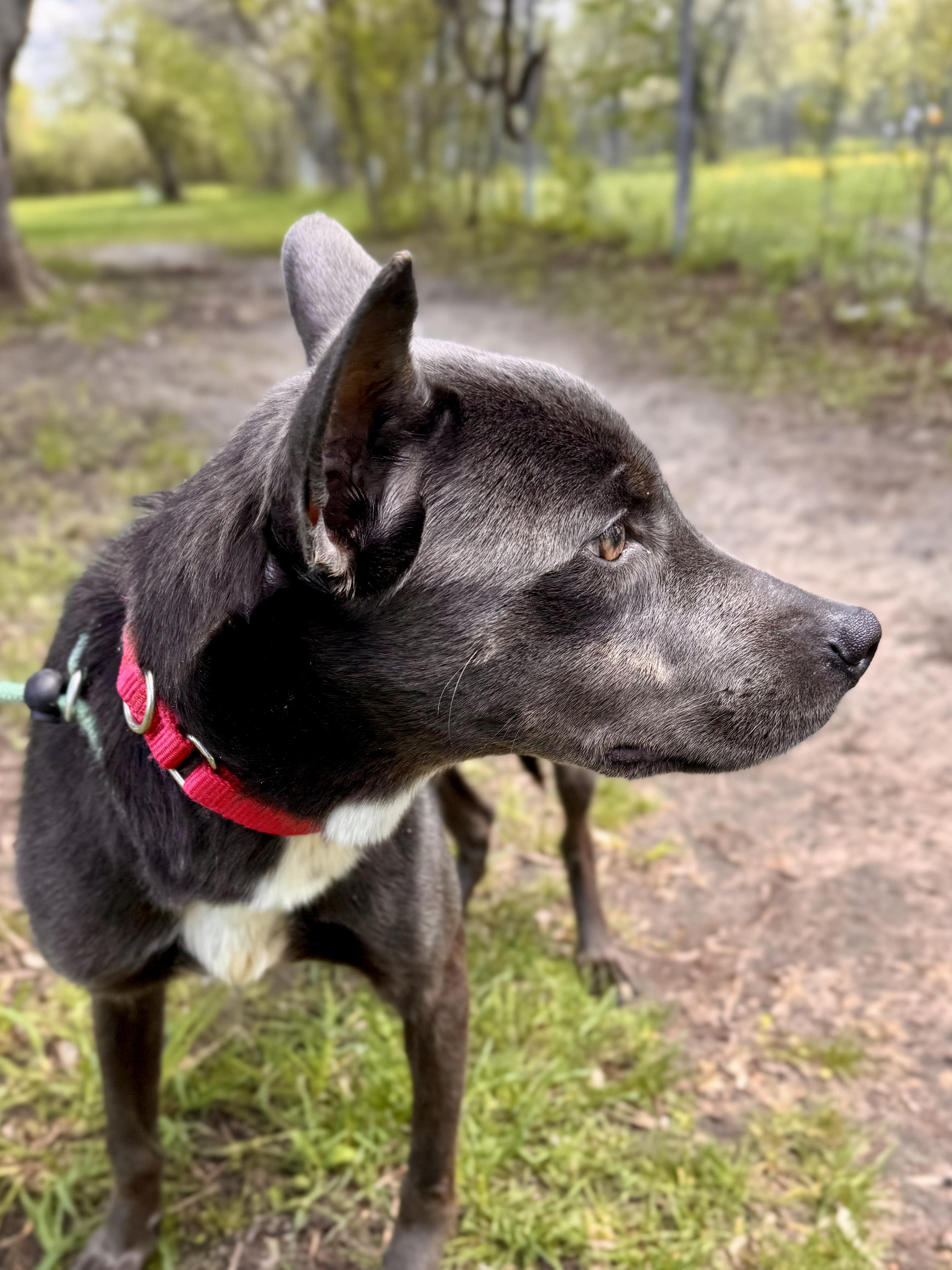 Enlarge Peachy, an adopted Mixed Breed in Midland, MI image 1/6