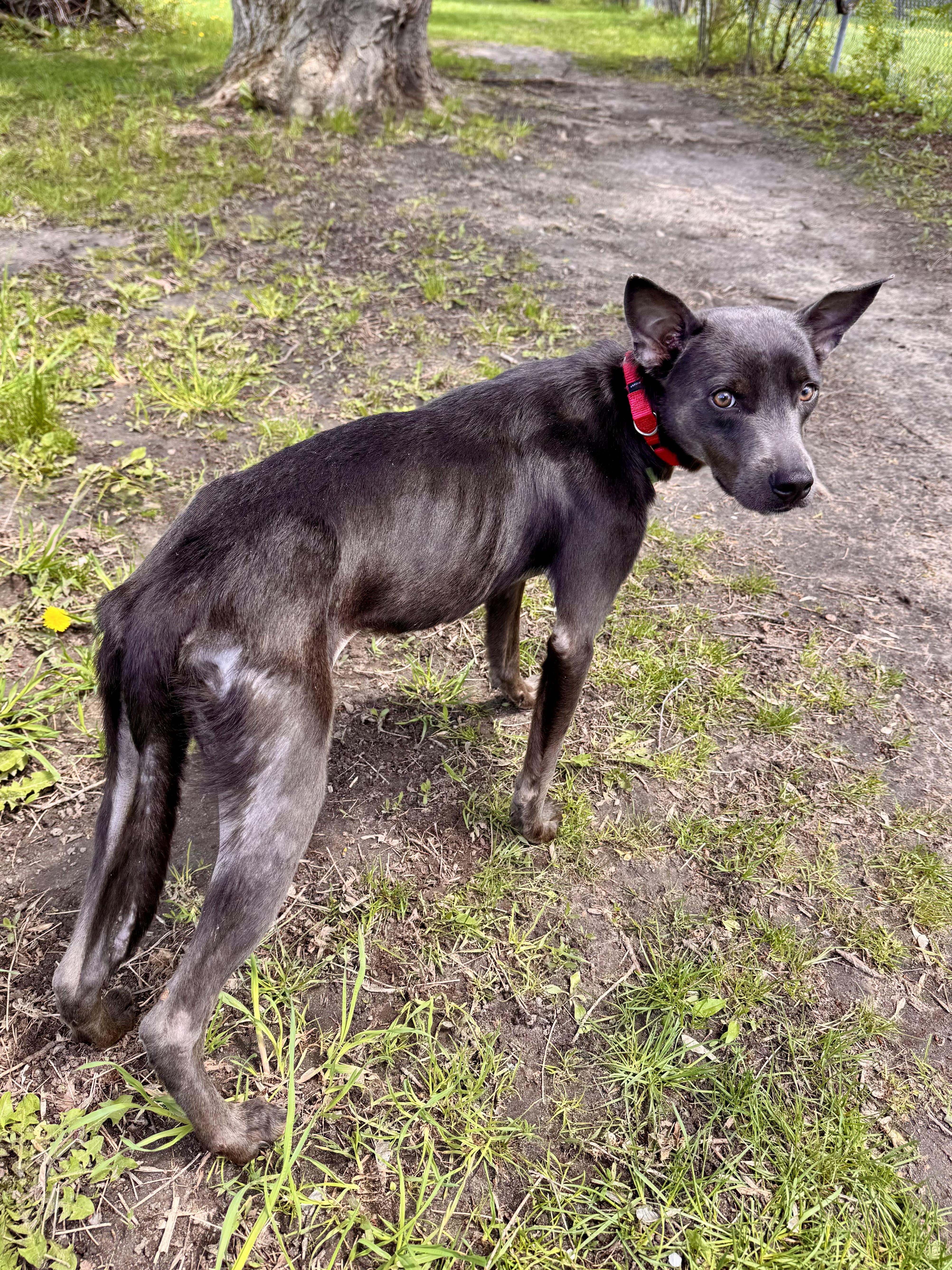 Enlarge Peachy, an adopted Mixed Breed in Midland, MI image 3/6