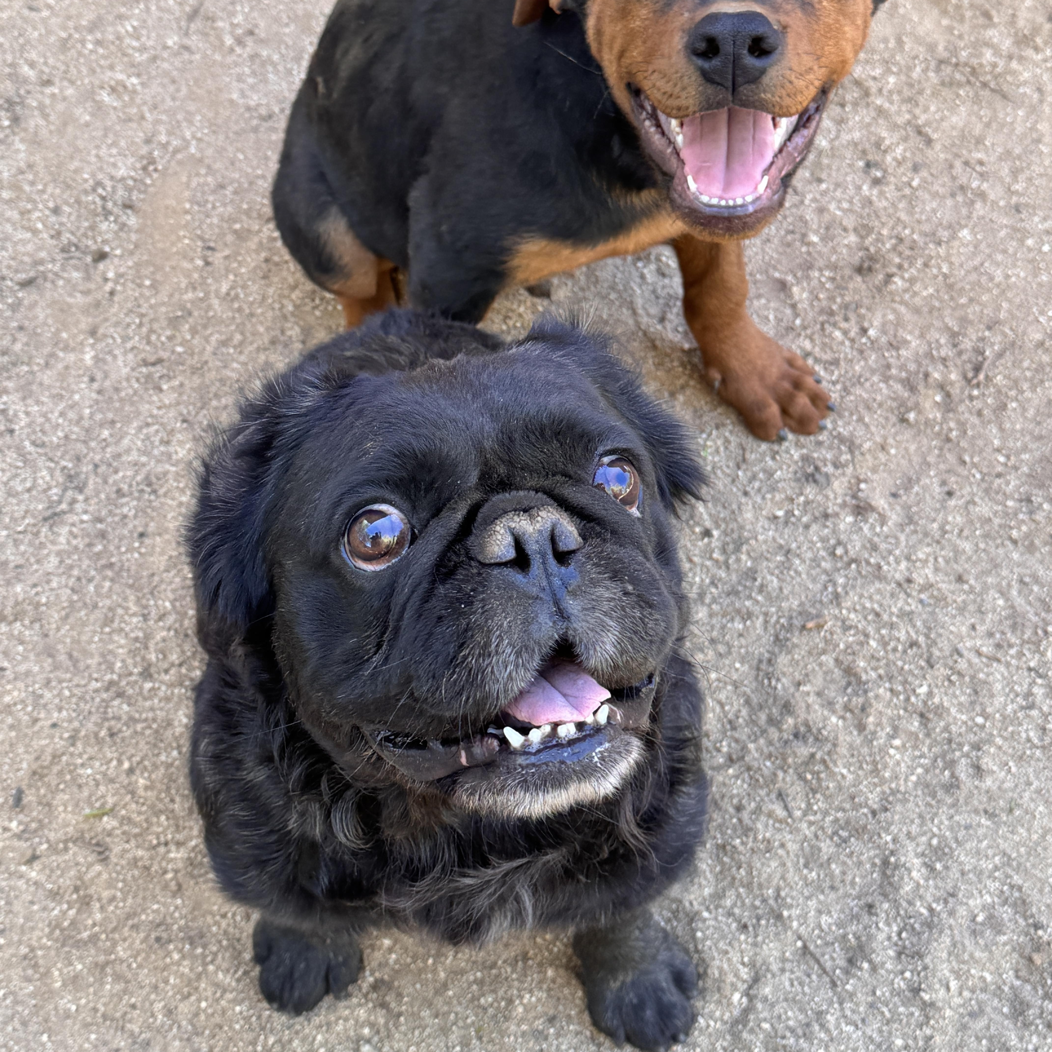 Enlarge Sherman, a Adoptable mixed breed in Perris, CA image 3/4