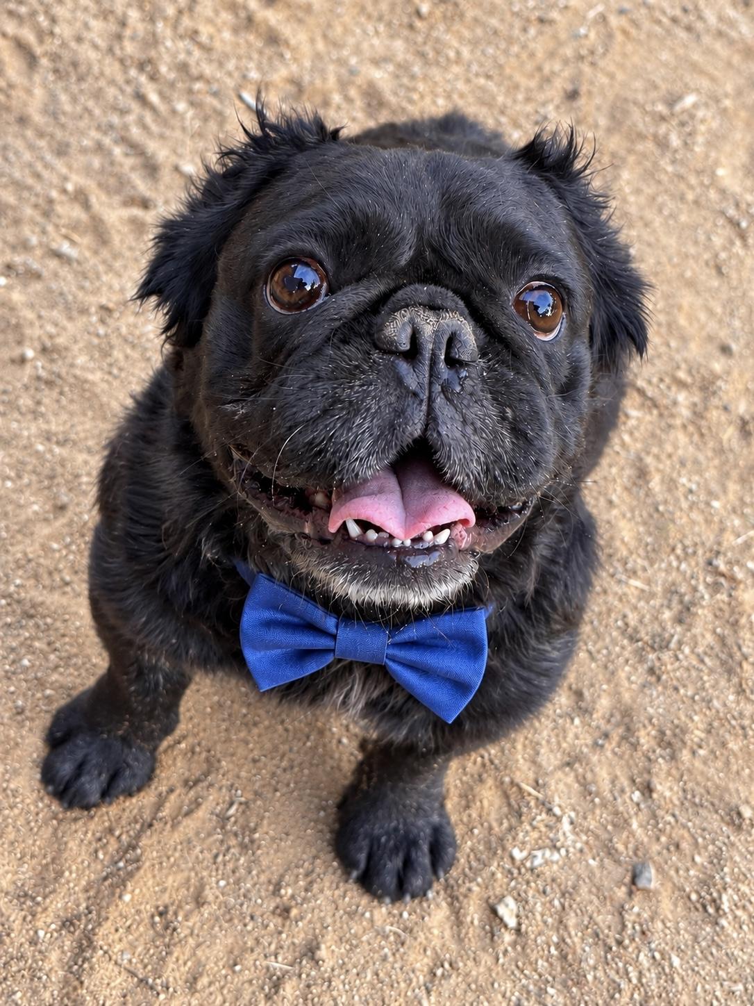 Enlarge Sherman, a Adoptable mixed breed in Perris, CA image 1/4