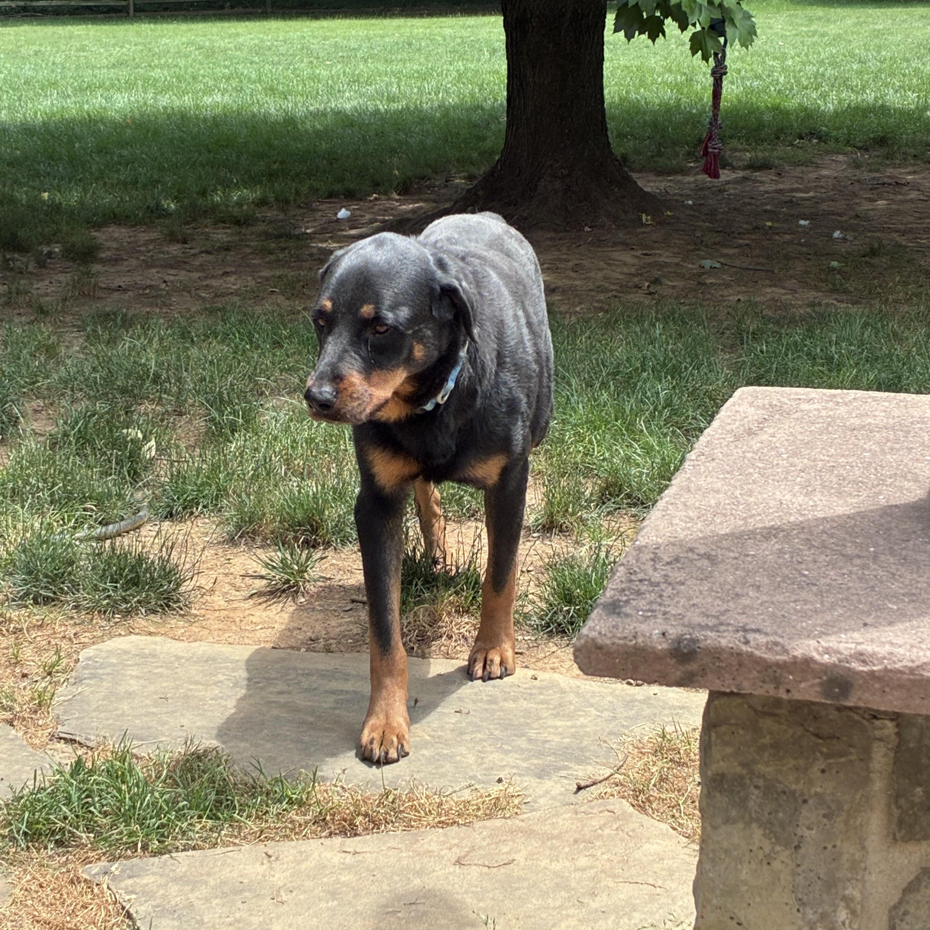 Meri, a ADOPTABLE Rottweiler in Lincoln University, PA image 4/4