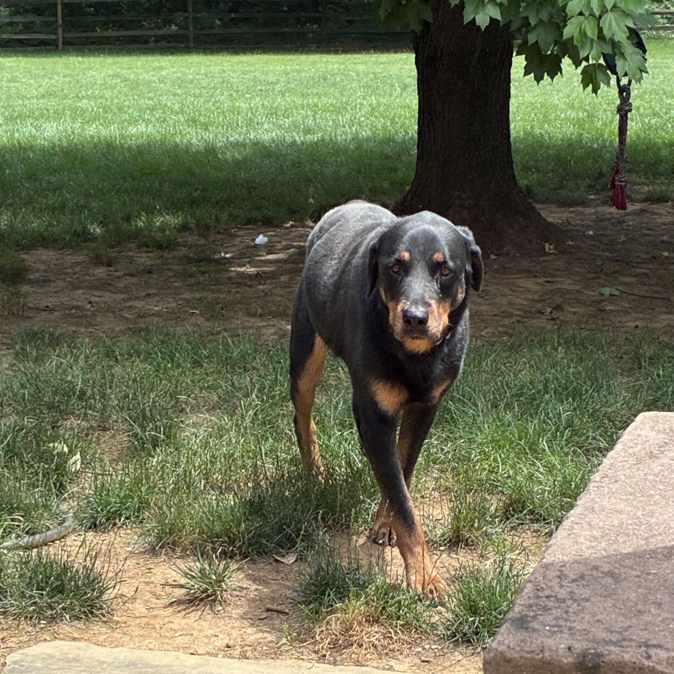 Meri, a ADOPTABLE Rottweiler in Lincoln University, PA image 3/4