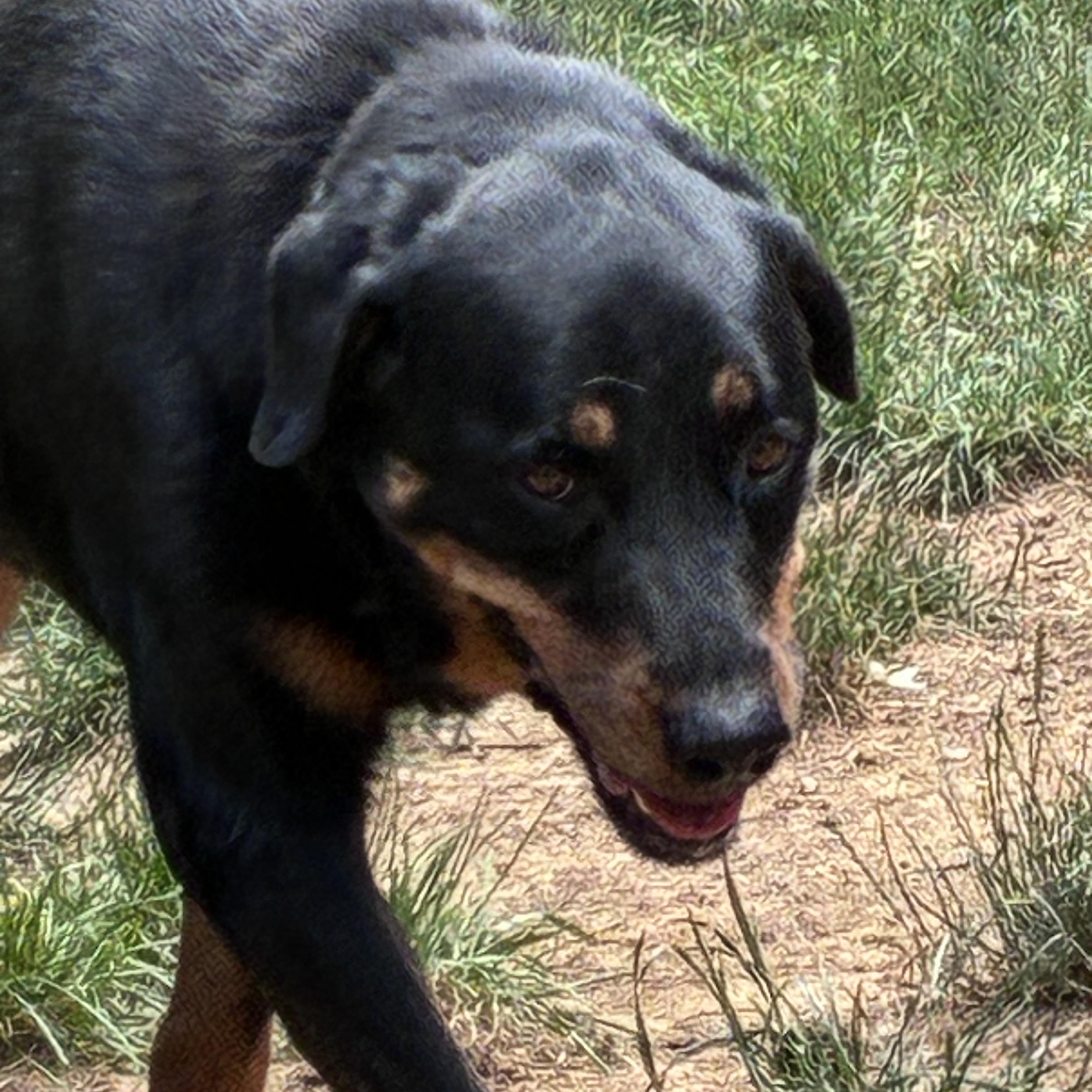 Meri, ADOPTABLE, Young Female Rottweiler.