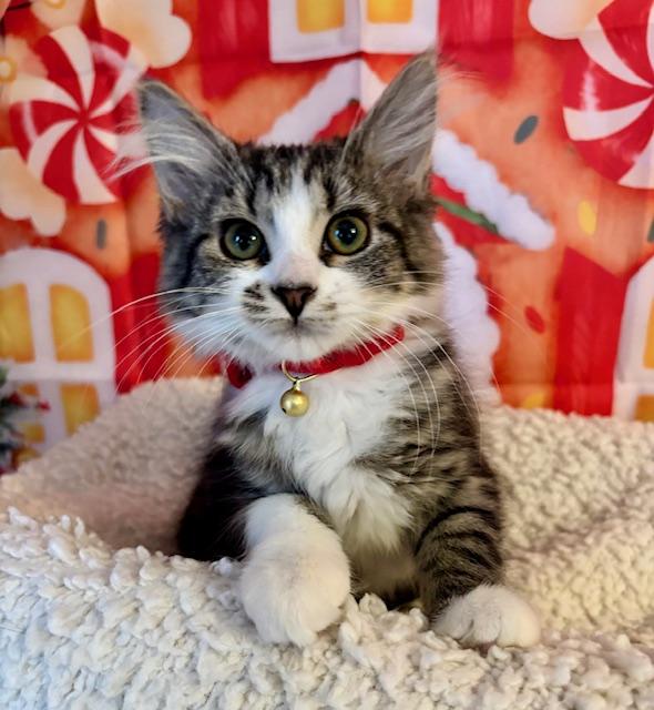 Orange Blossom, Adoptable, Kitten Female Domestic Medium Hair.