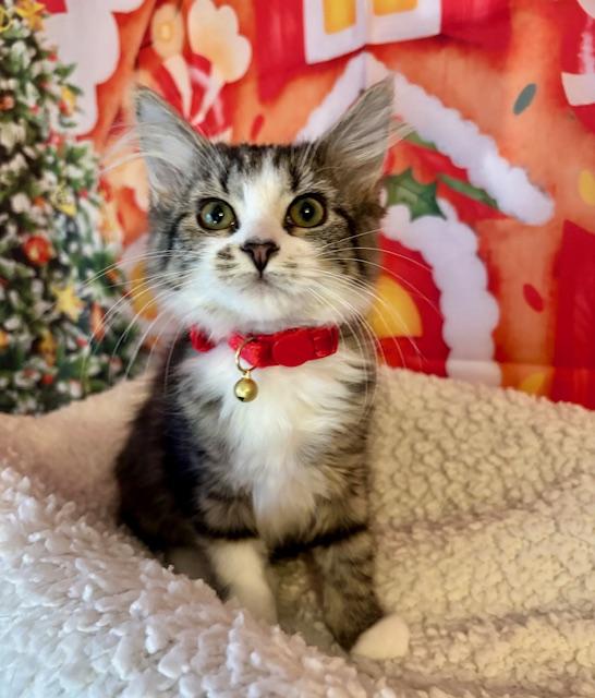 Enlarge Orange Blossom, a Adoptable Domestic Medium Hair in Orient, OH image 2/4