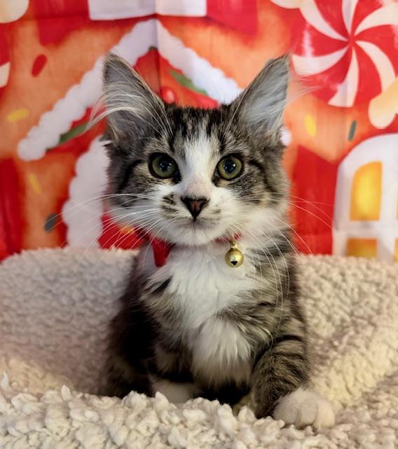 Enlarge Orange Blossom, a Adoptable Domestic Medium Hair in Orient, OH image 3/4