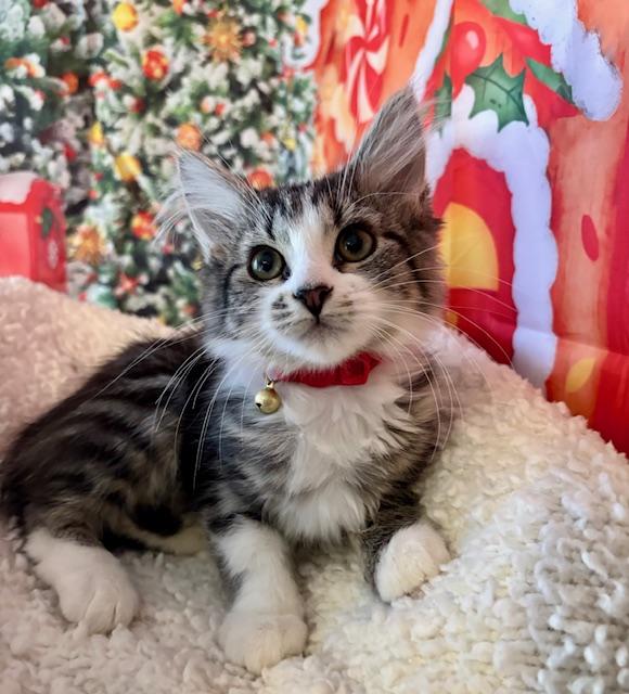 Enlarge Orange Blossom, a Adoptable Domestic Medium Hair in Orient, OH image 4/4