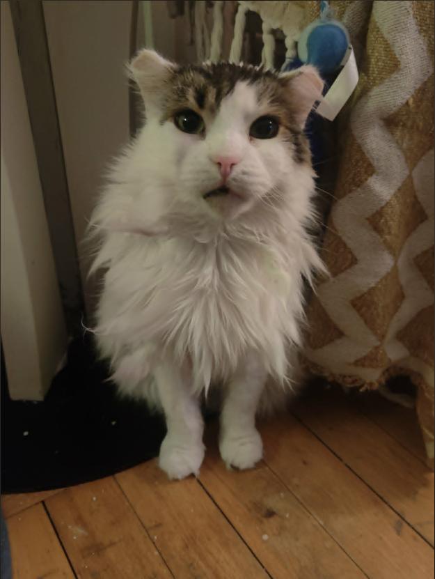 Enlarge Gertrude, a Adoptable Domestic Long Hair in Montreal, QC image 1/1