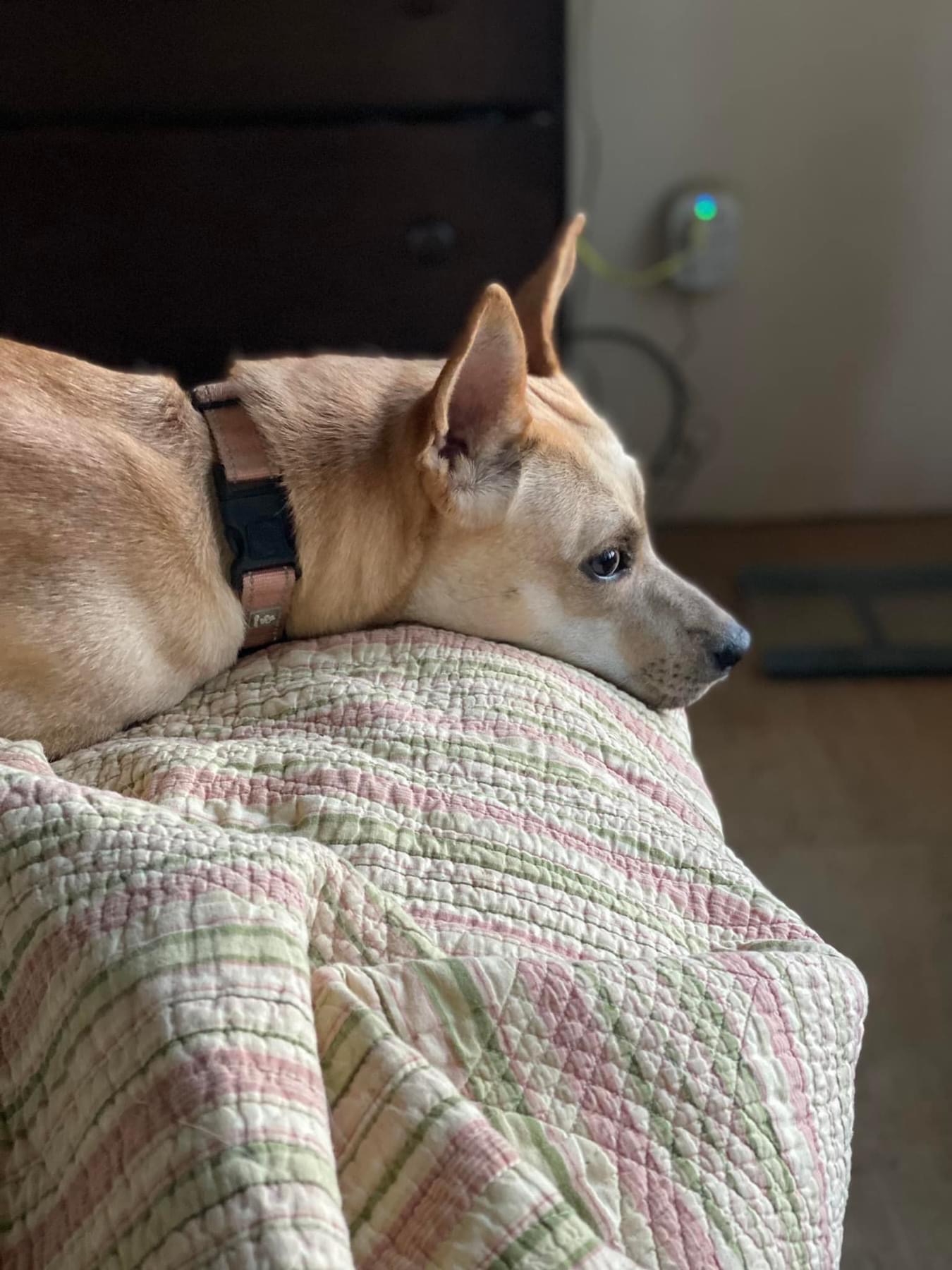 Enlarge Peach, a Adoptable mixed breed in Salamanca, NY image 5/5