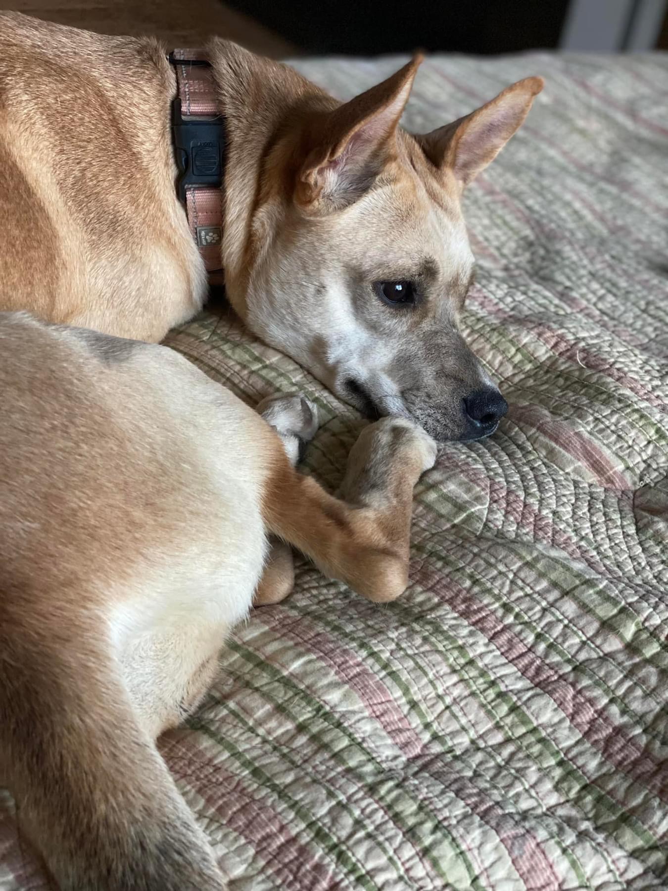 Enlarge Peach, a Adoptable mixed breed in Salamanca, NY image 4/5