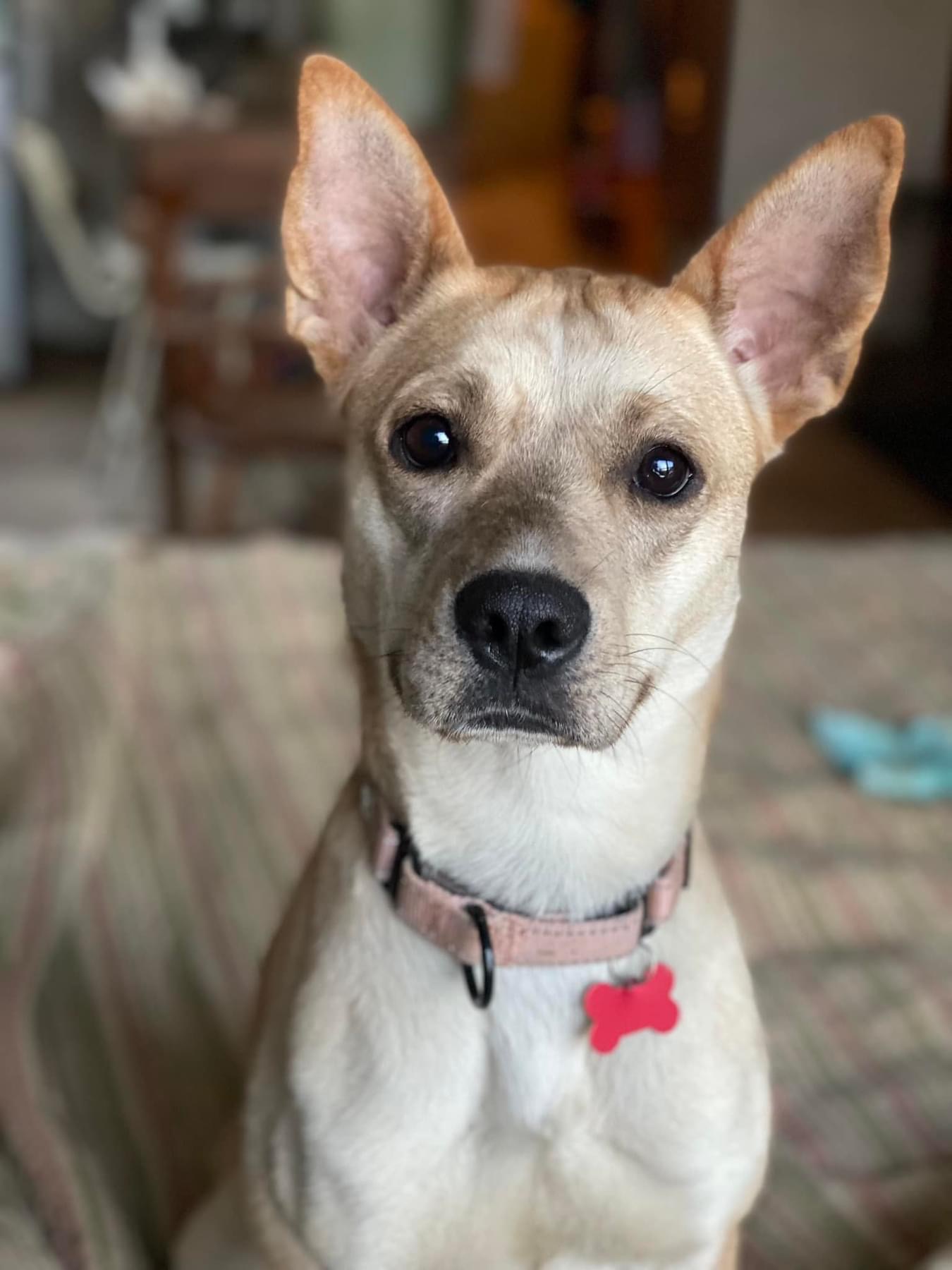 Peach, Adoptable, Young Female Carolina Dog.
